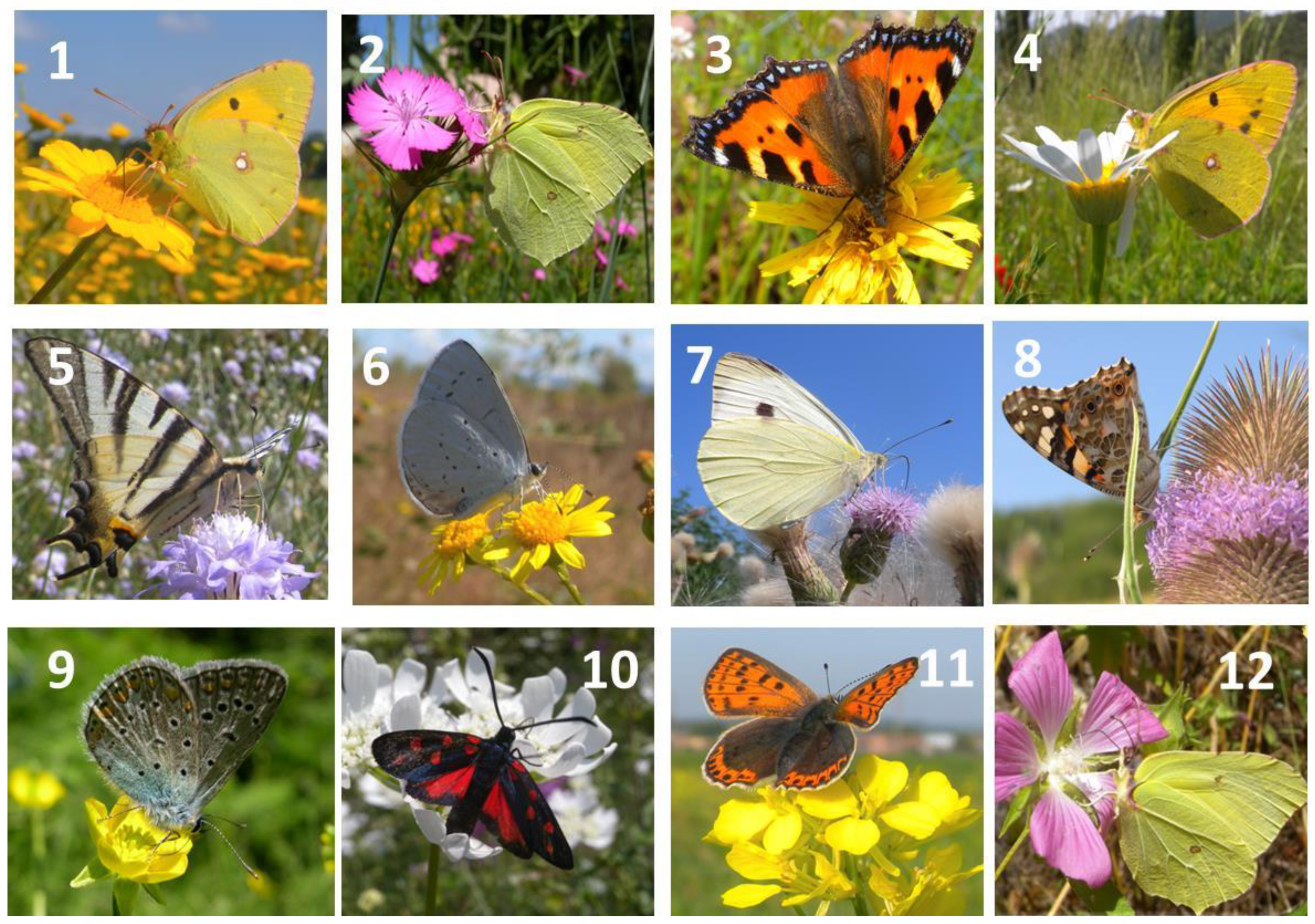 Plants 13 02249 g005