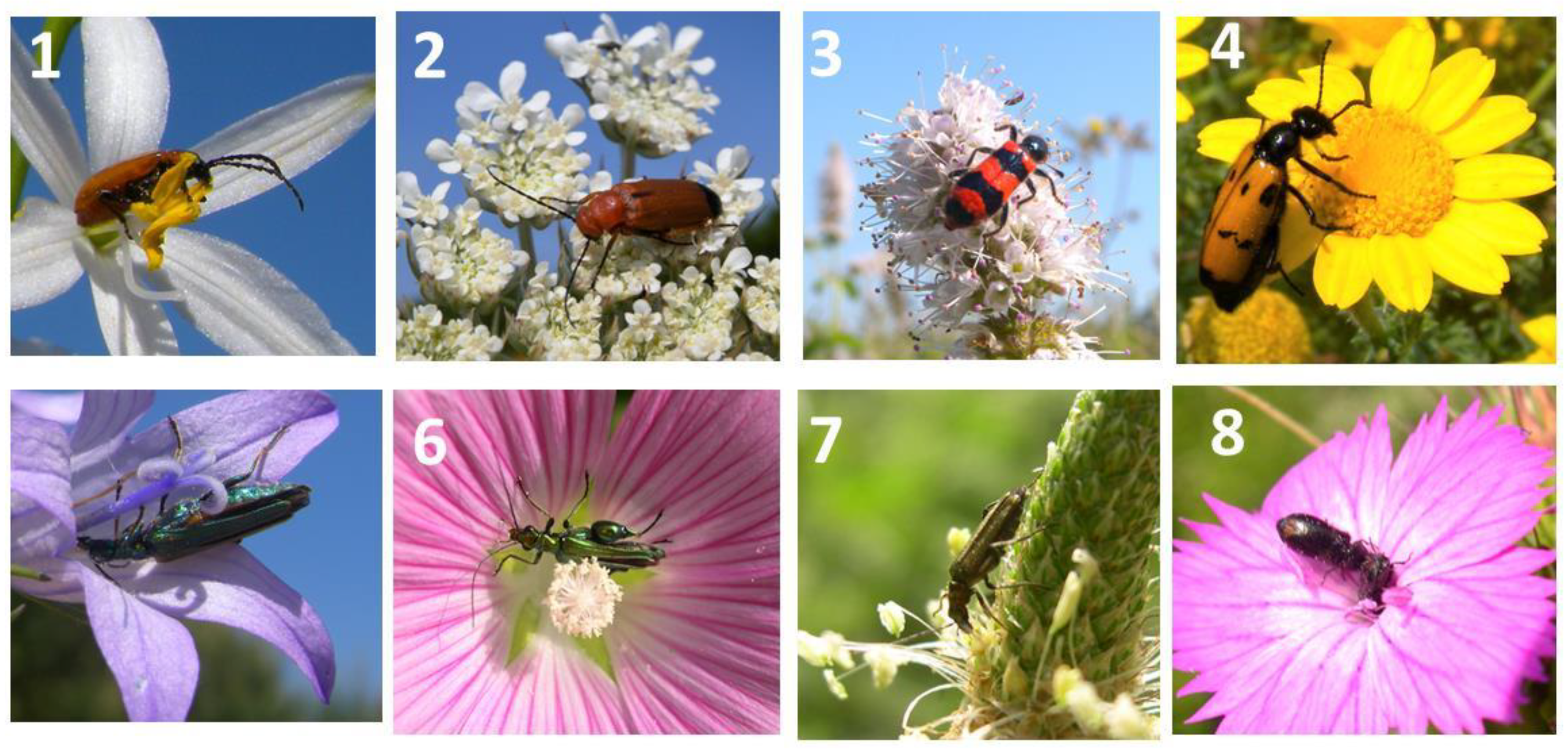 Plants 13 02249 g006a