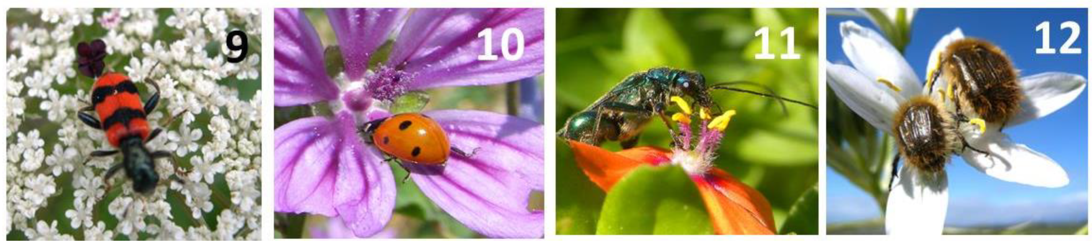 Plants 13 02249 g006b