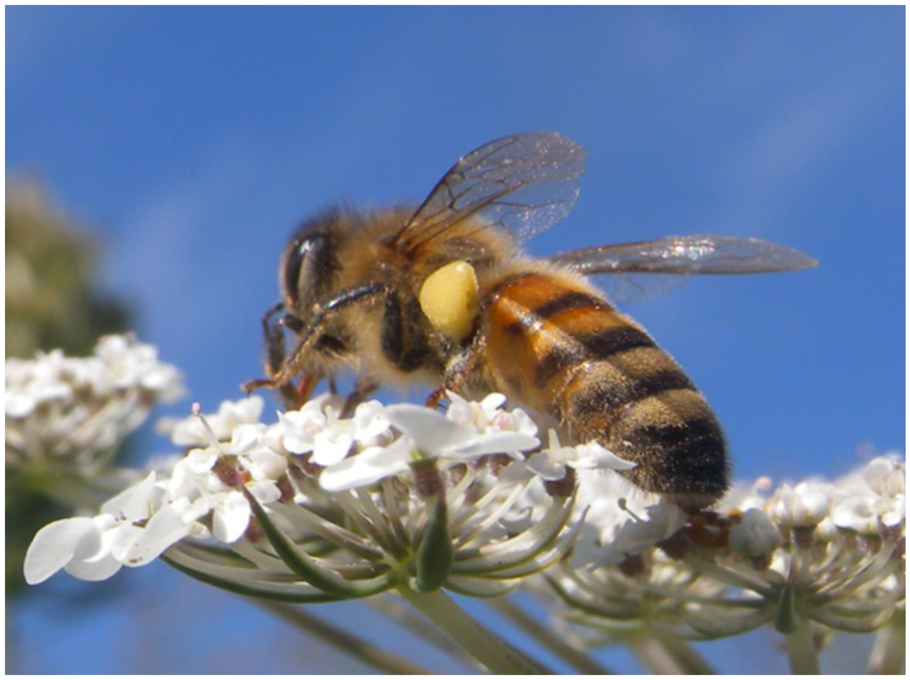 Plants 13 02249 g007