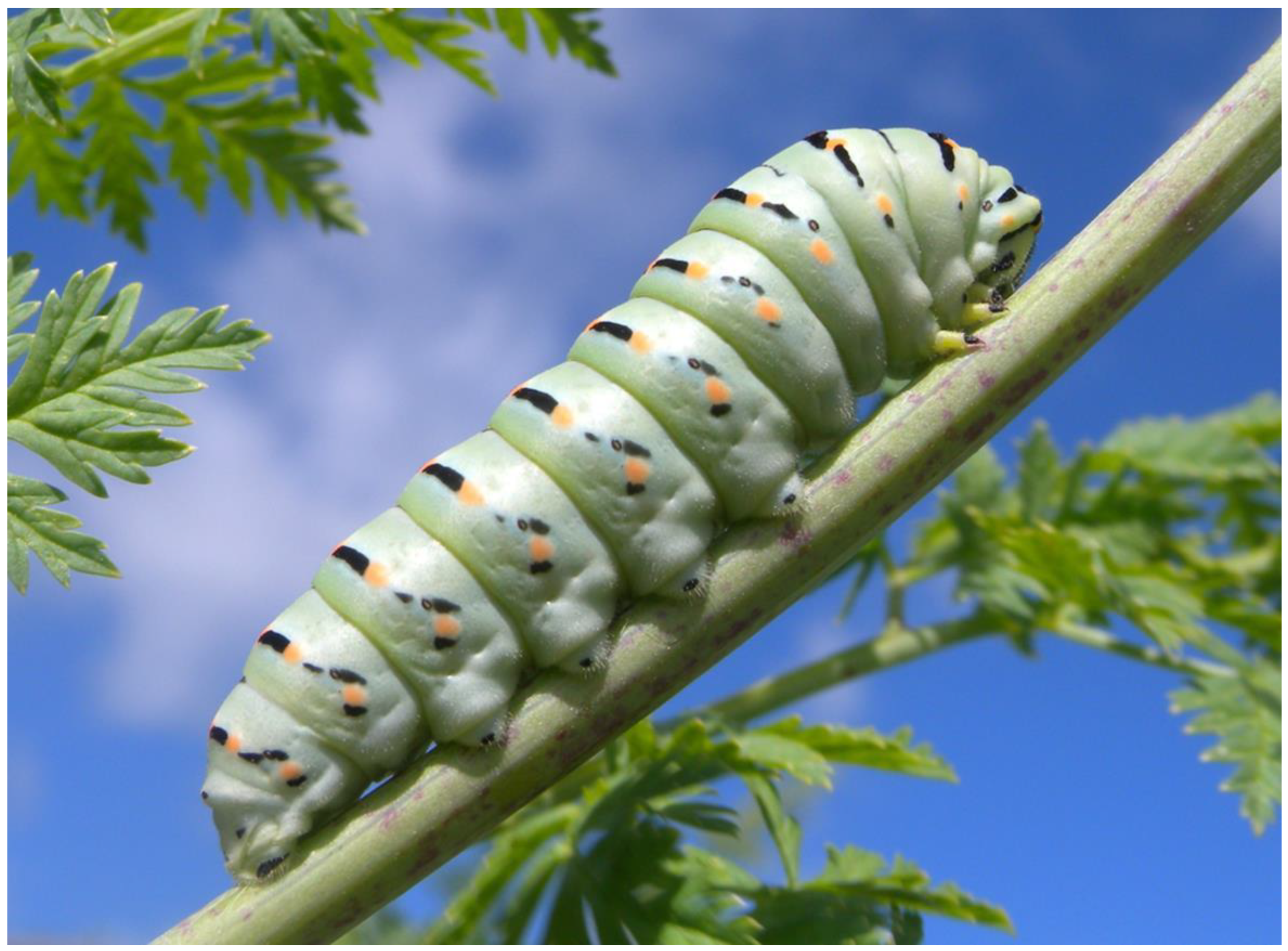 Plants 13 02249 g008