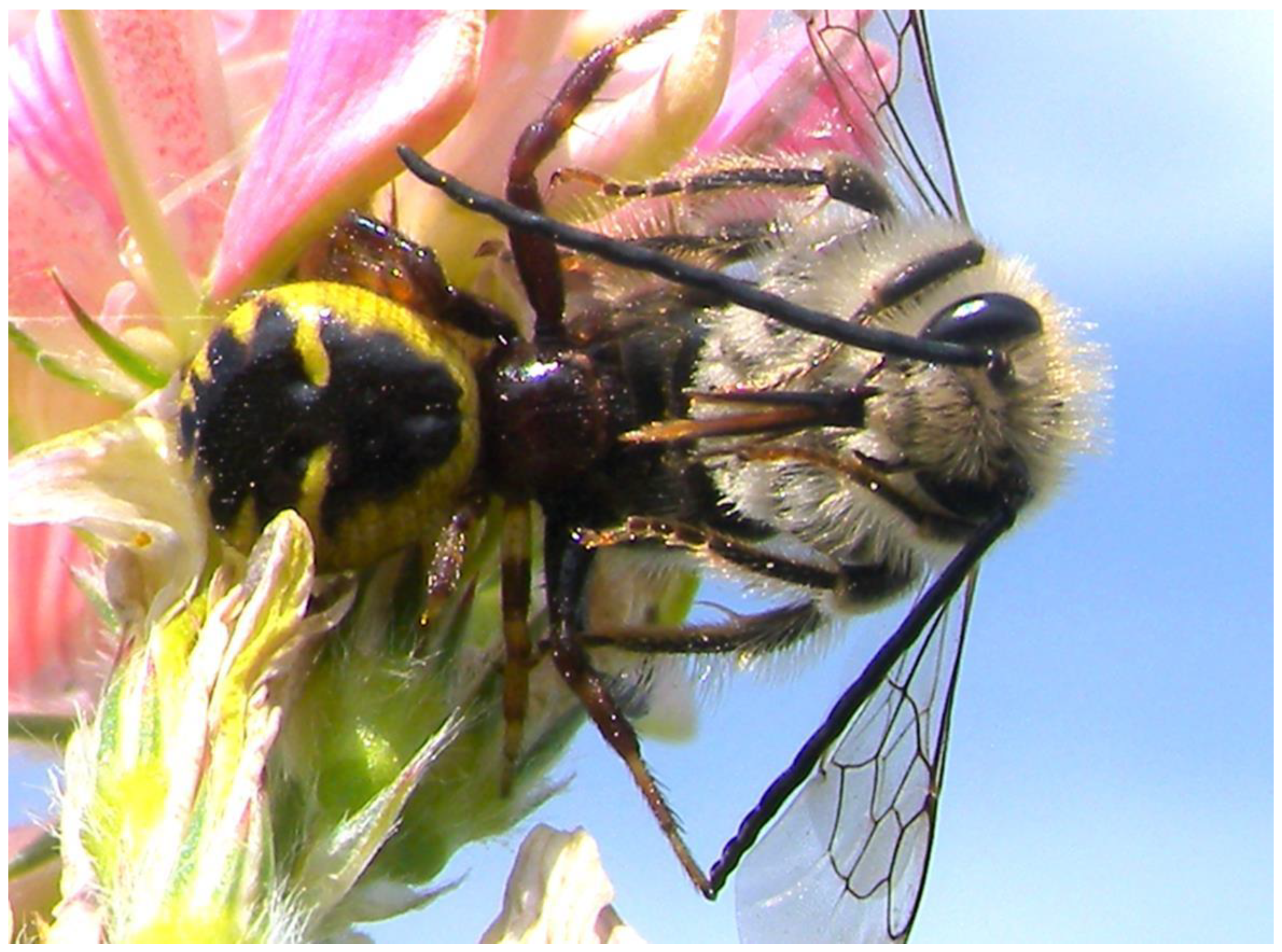 Plants 13 02249 g009