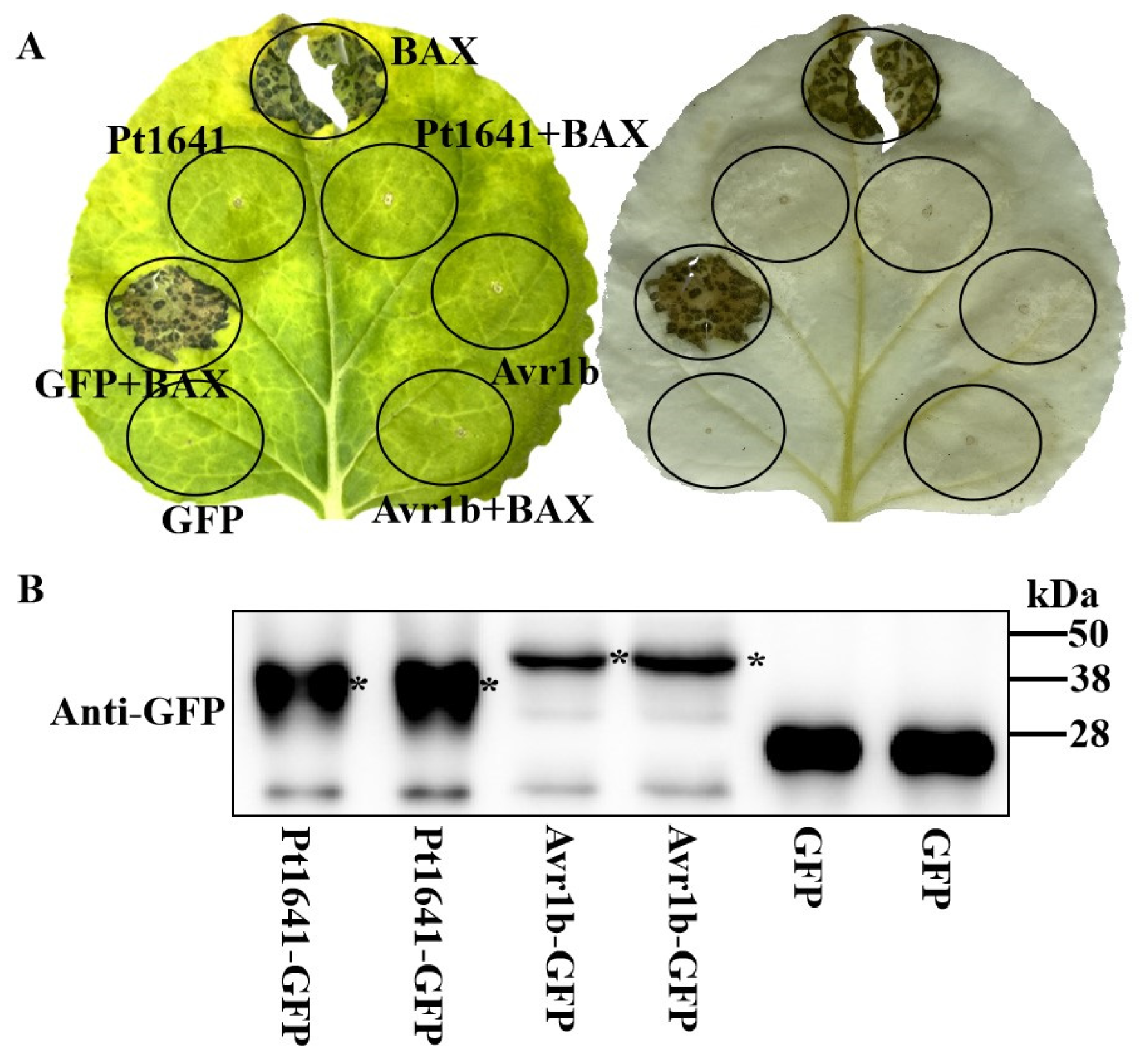 Plants 13 02255 g003