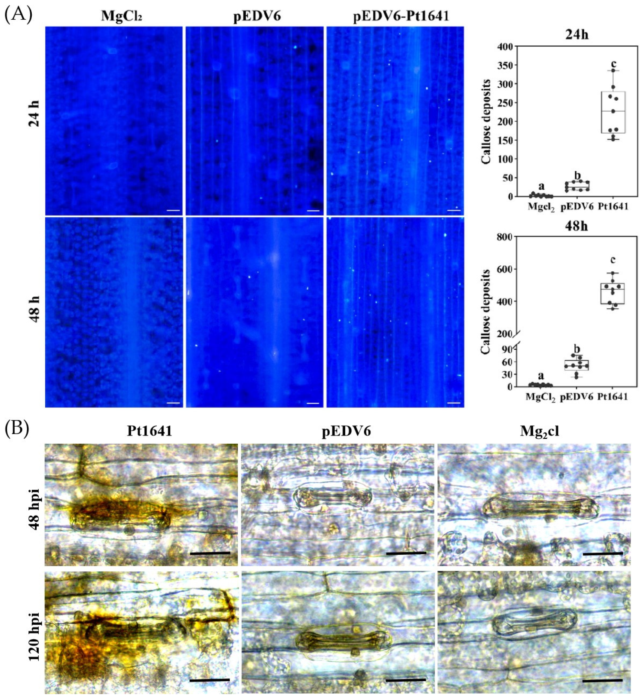 Plants 13 02255 g005