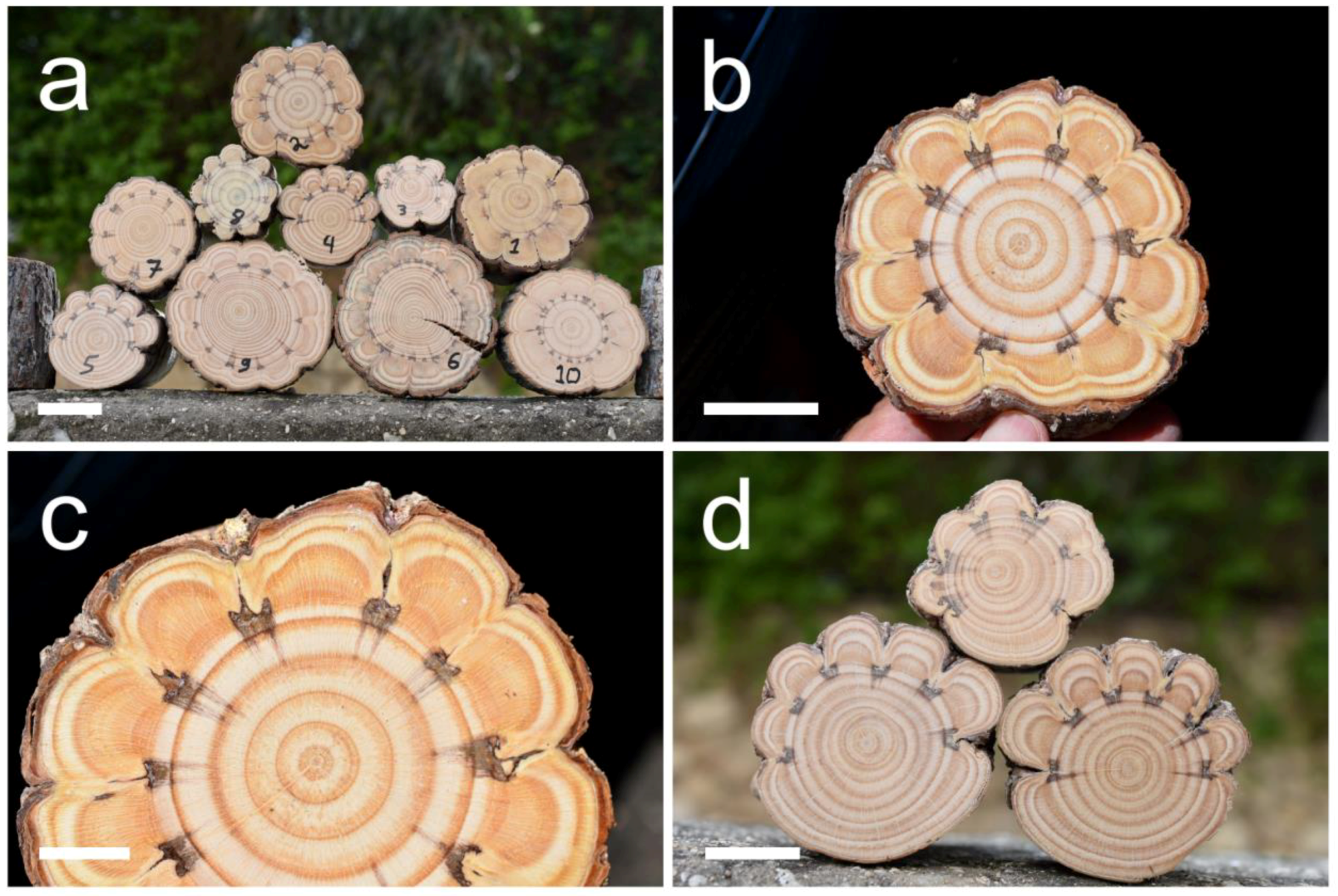 Plants 13 02265 g001