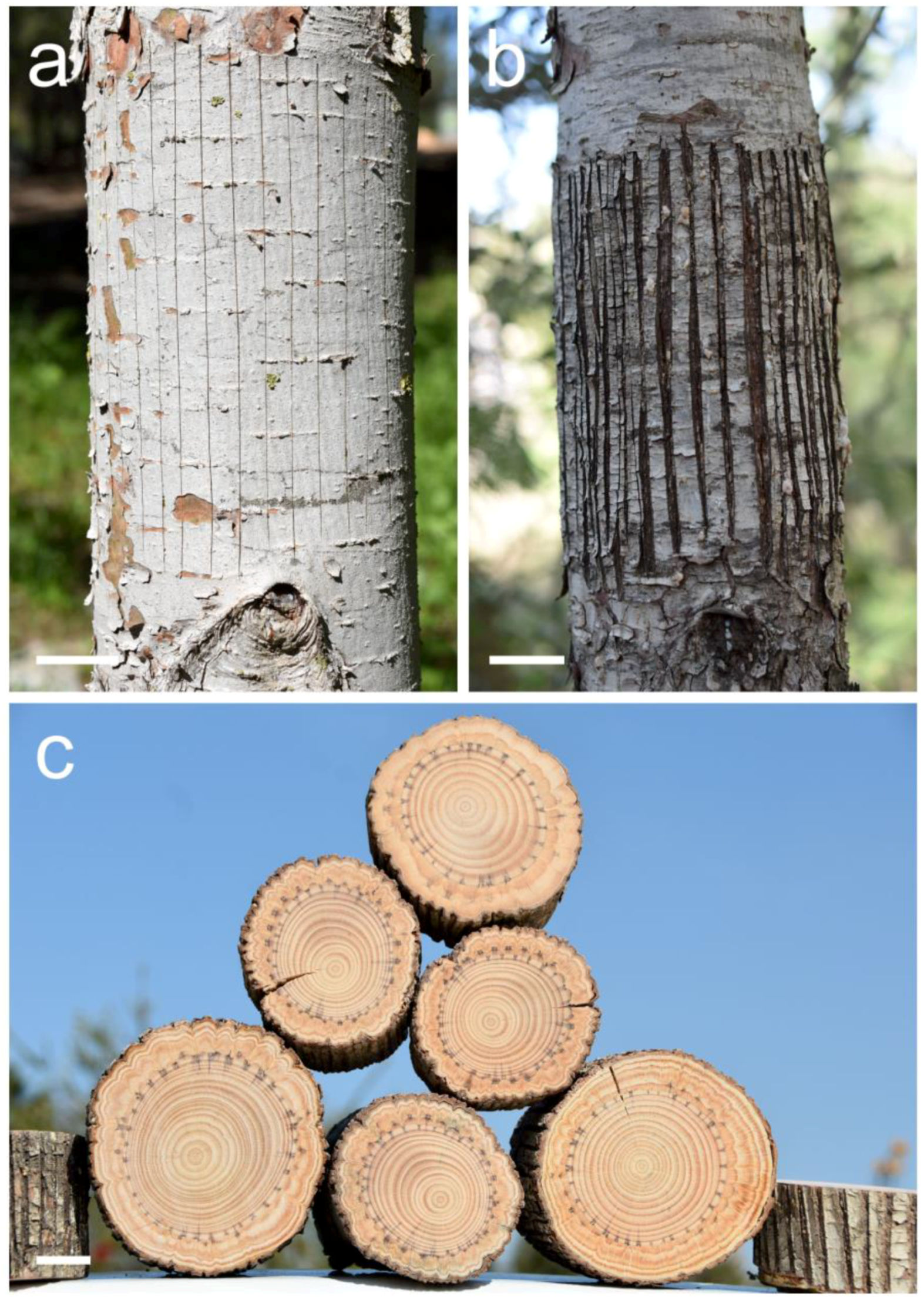 Plants 13 02265 g003