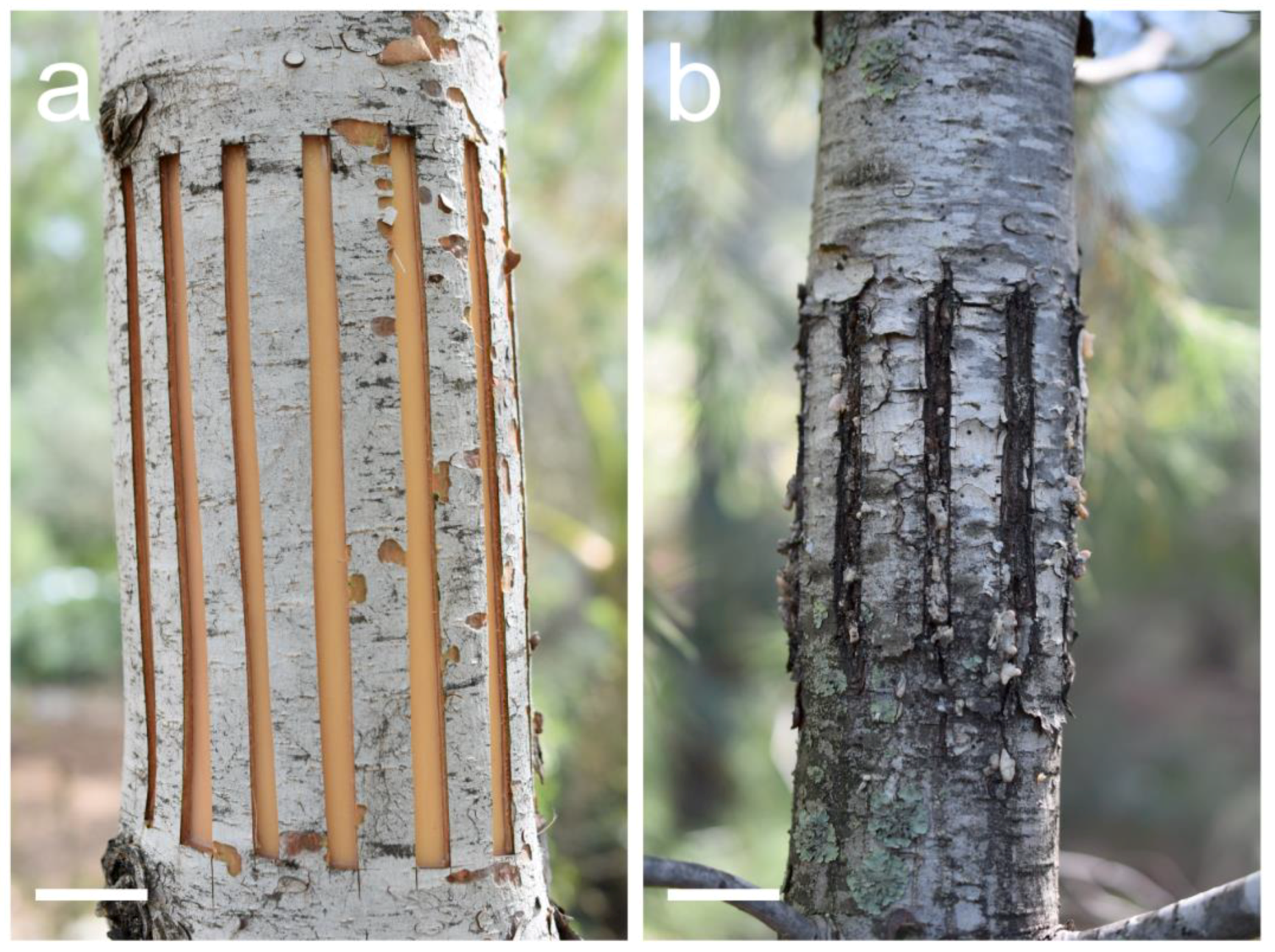 Plants 13 02265 g004