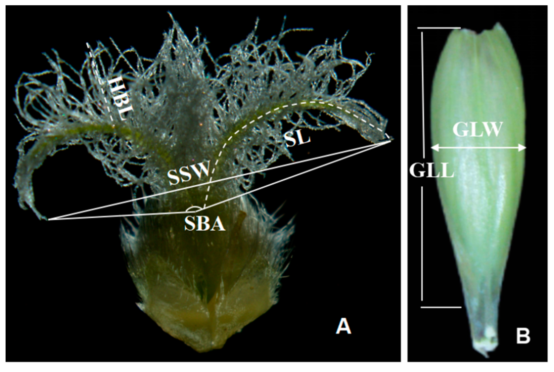 Plants 13 02267 g008