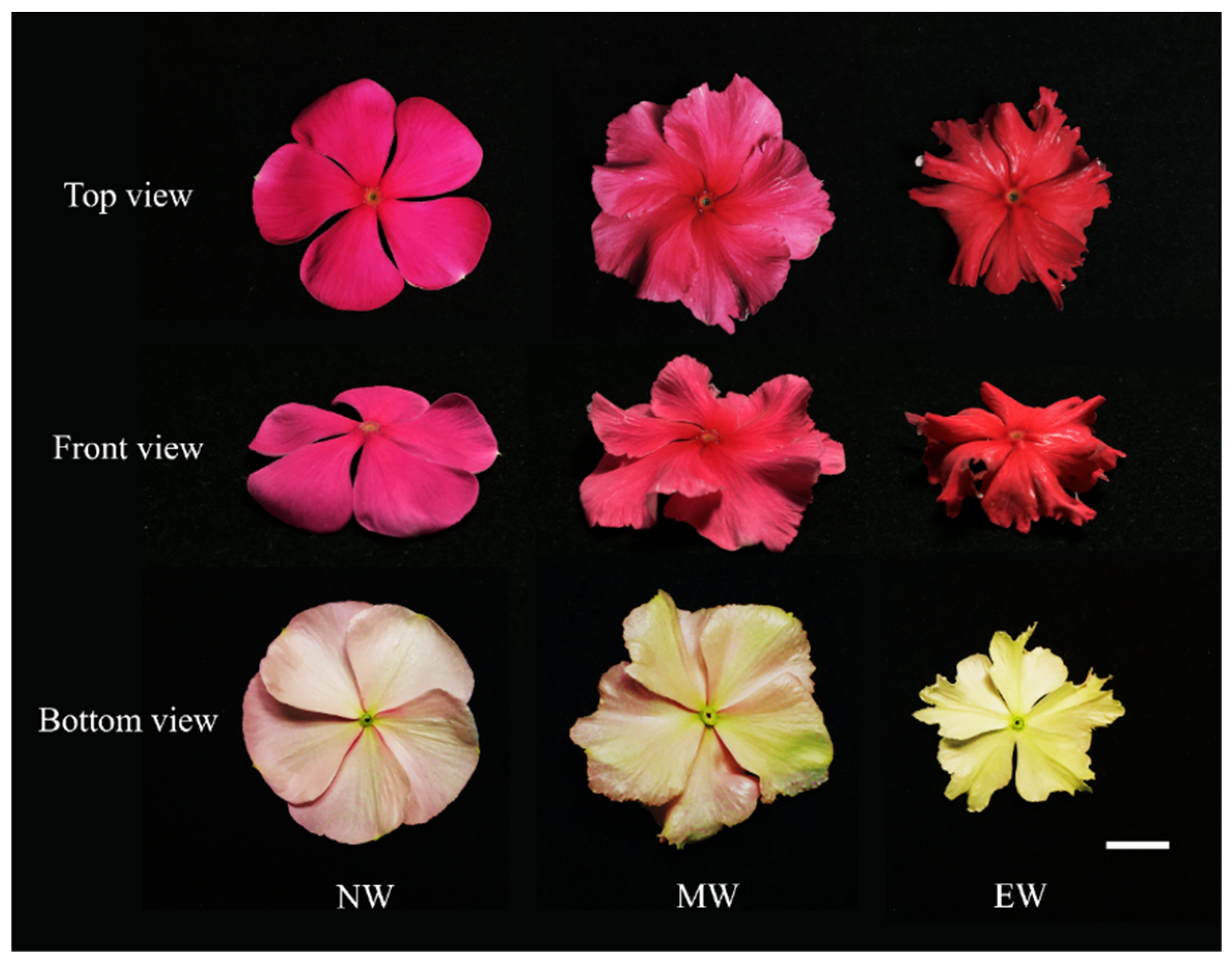 Plants 13 02272 g003