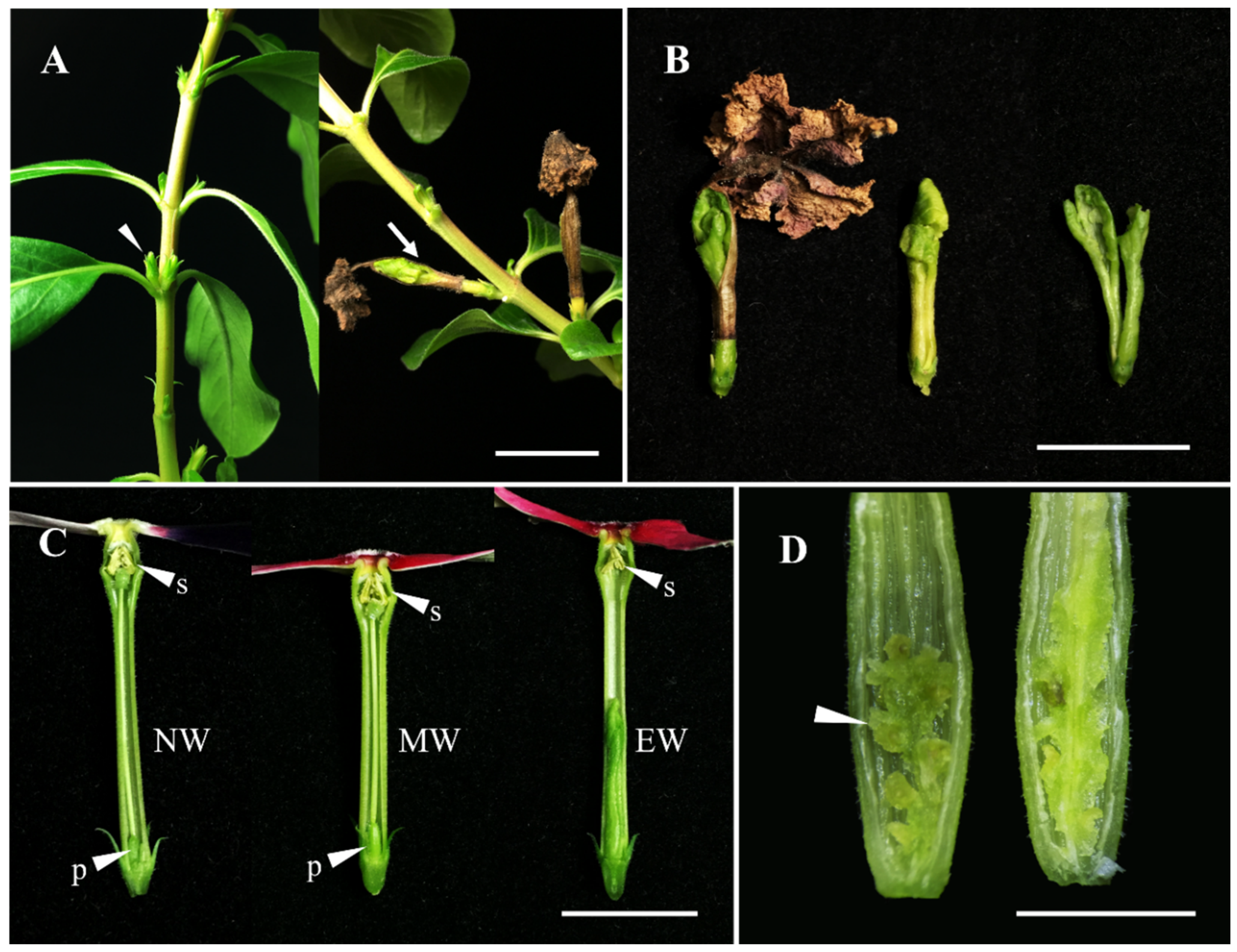 Plants 13 02272 g004