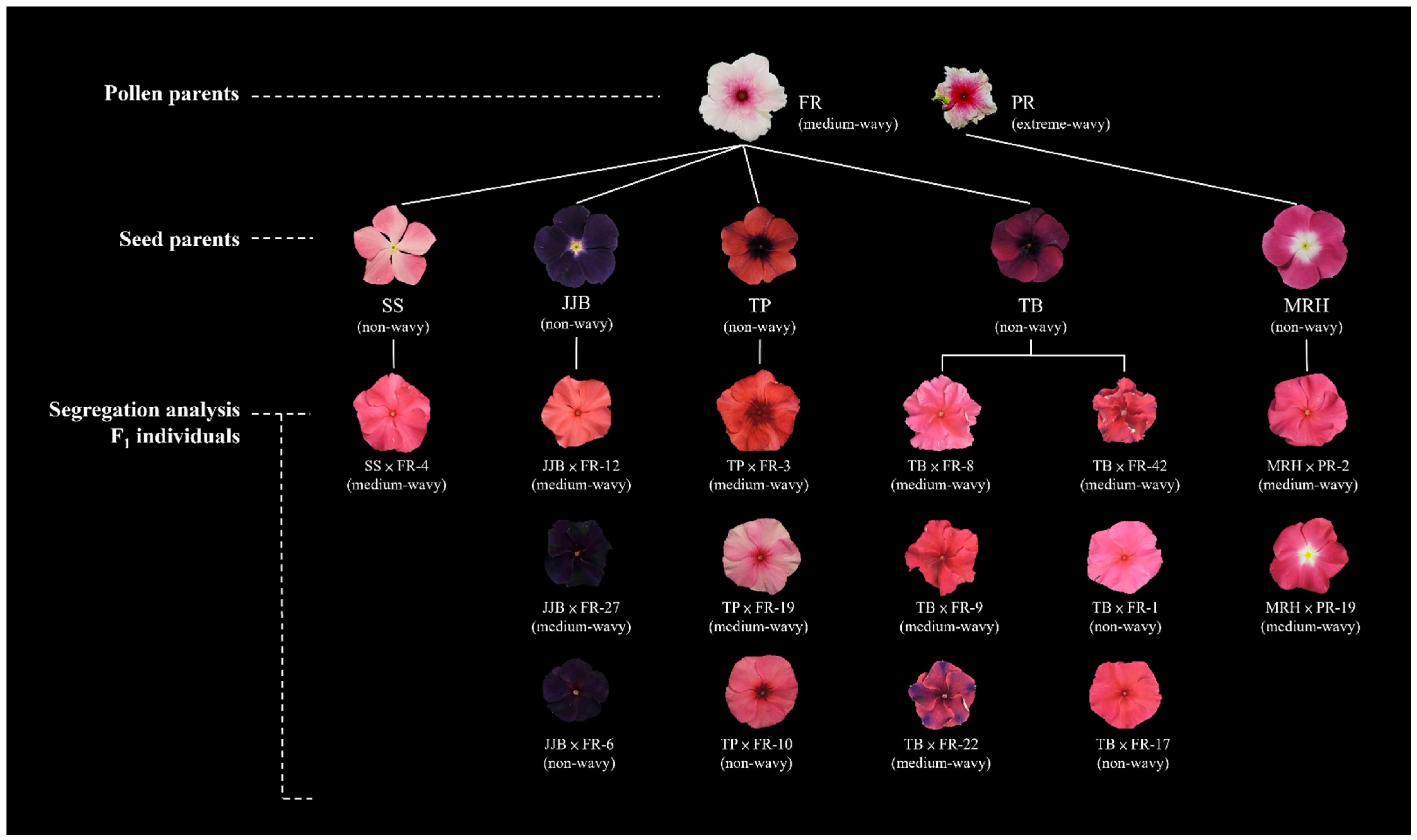 Plants 13 02272 g005