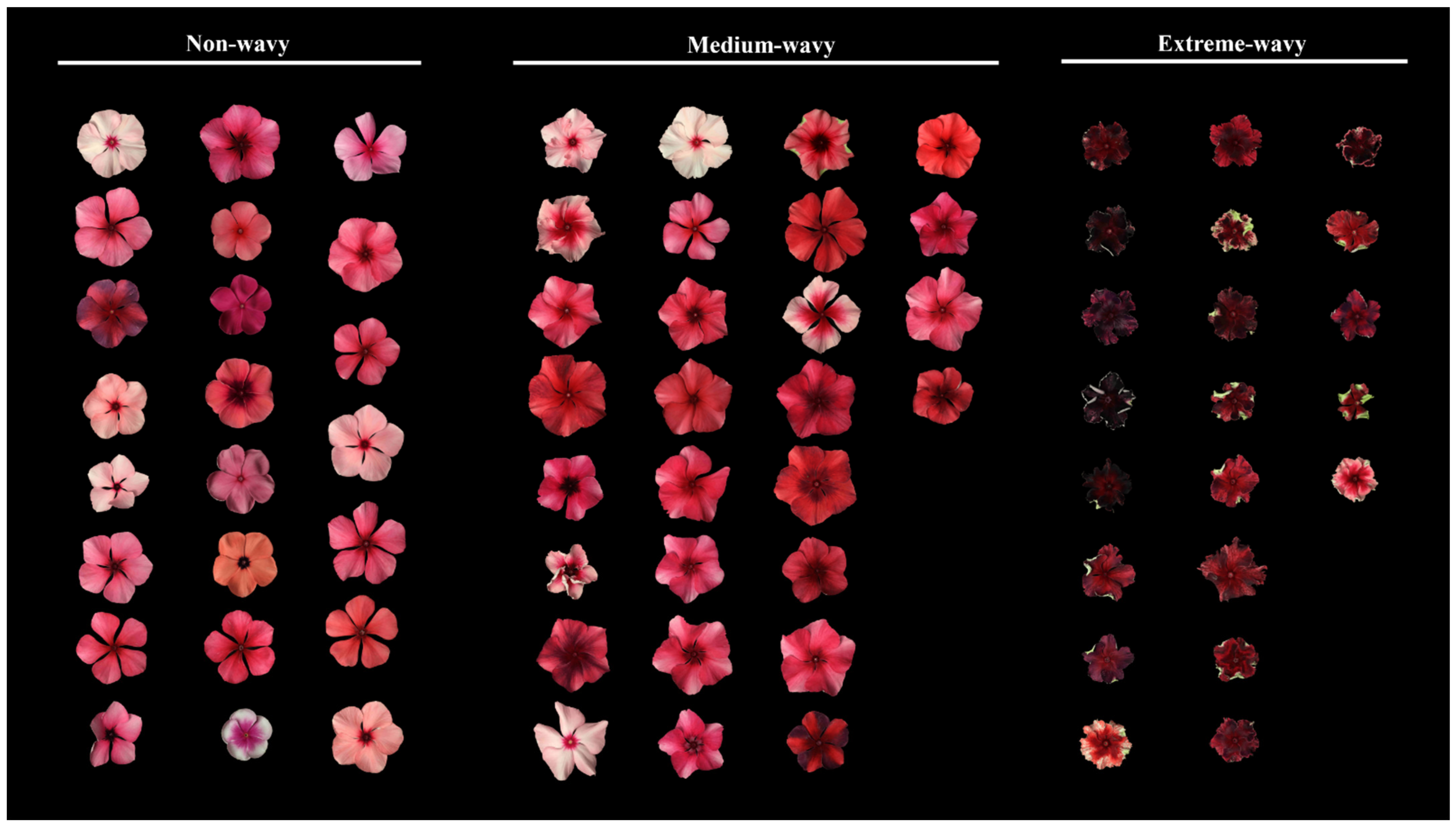 Plants 13 02272 g006