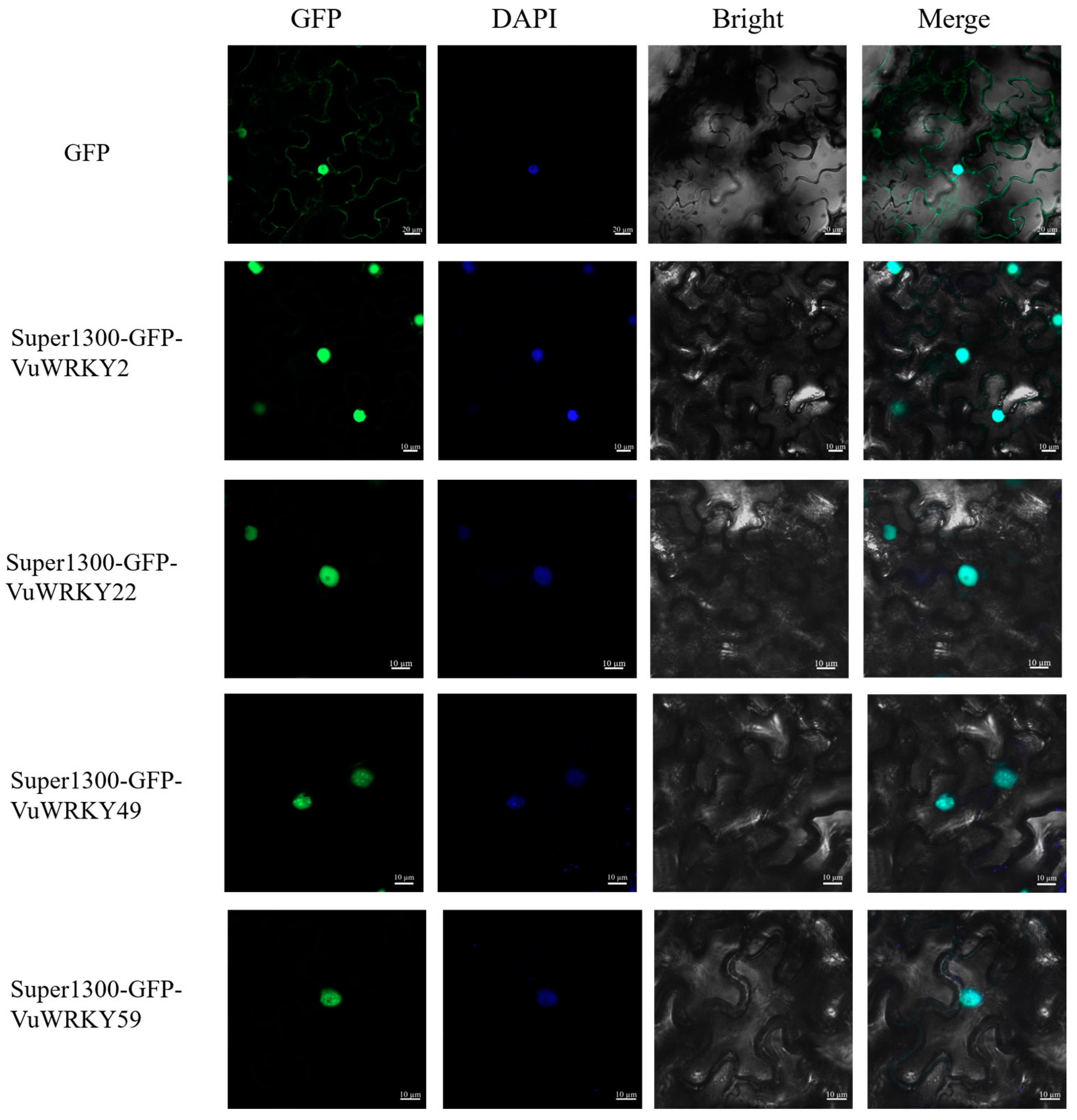 Plants 13 02273 g007