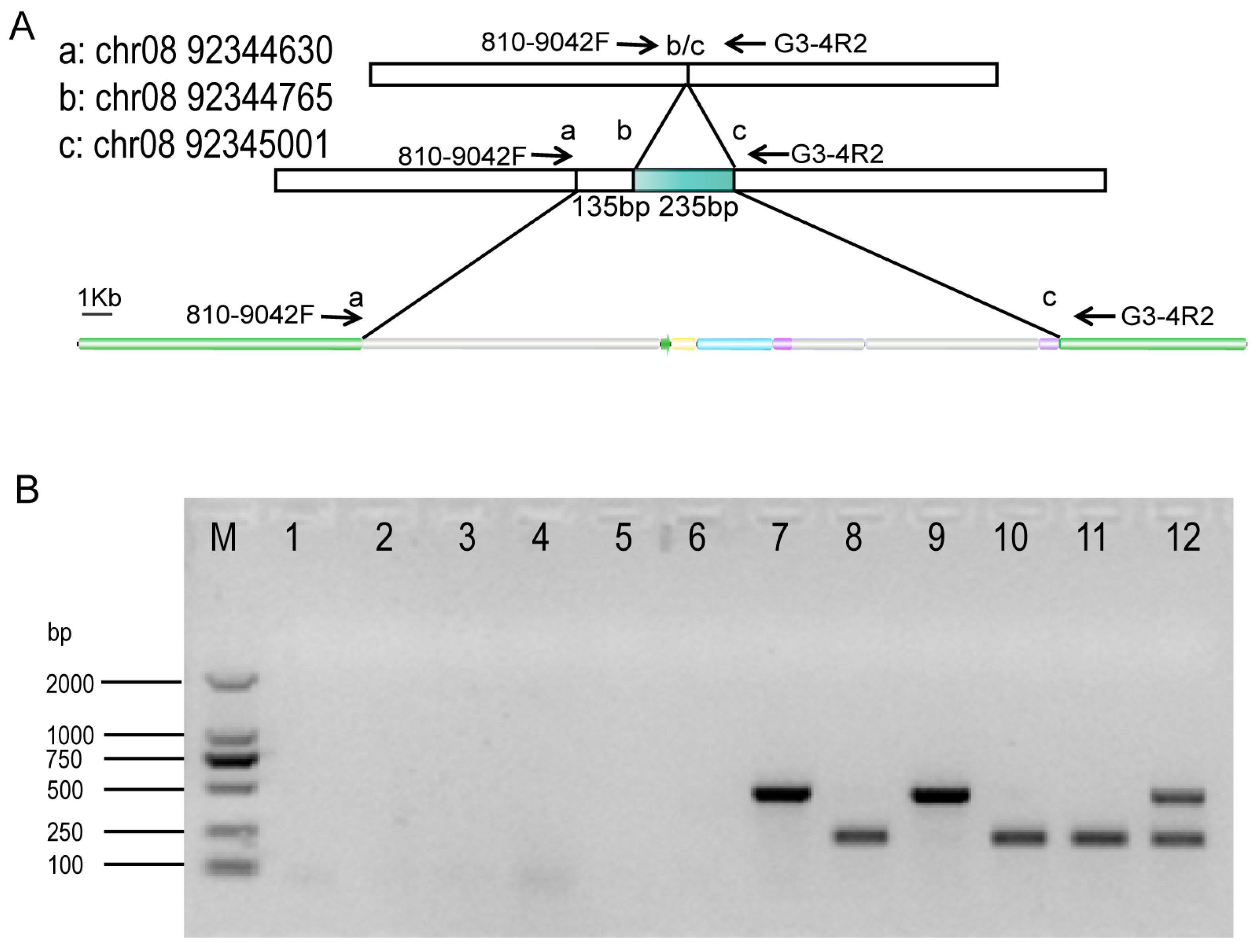 Plants 13 02276 g002
