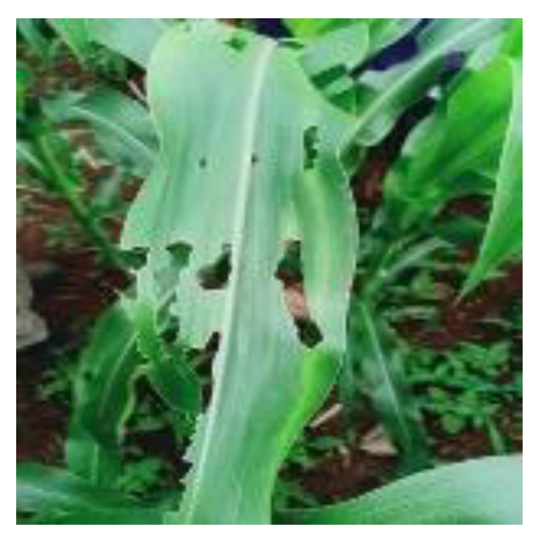 Plants 13 02277 g004