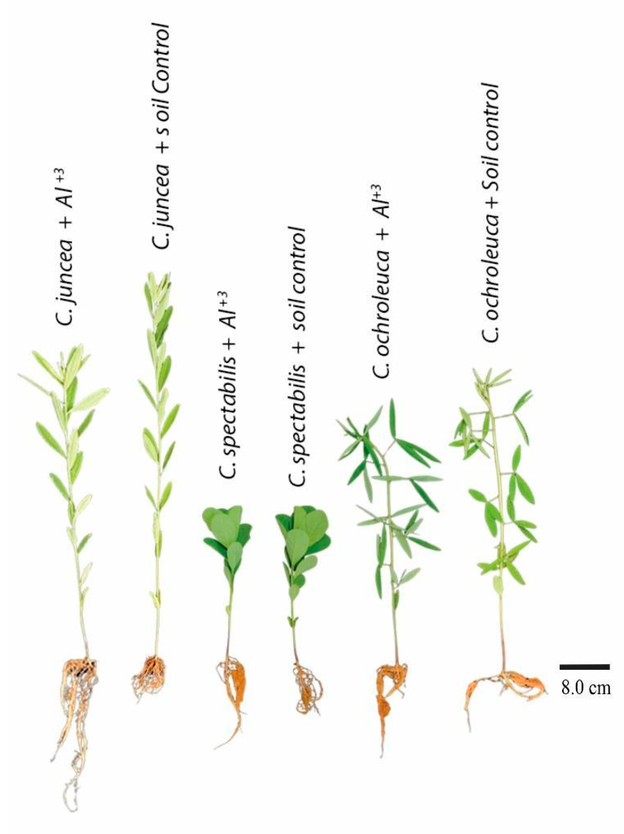 Plants 13 02292 g004