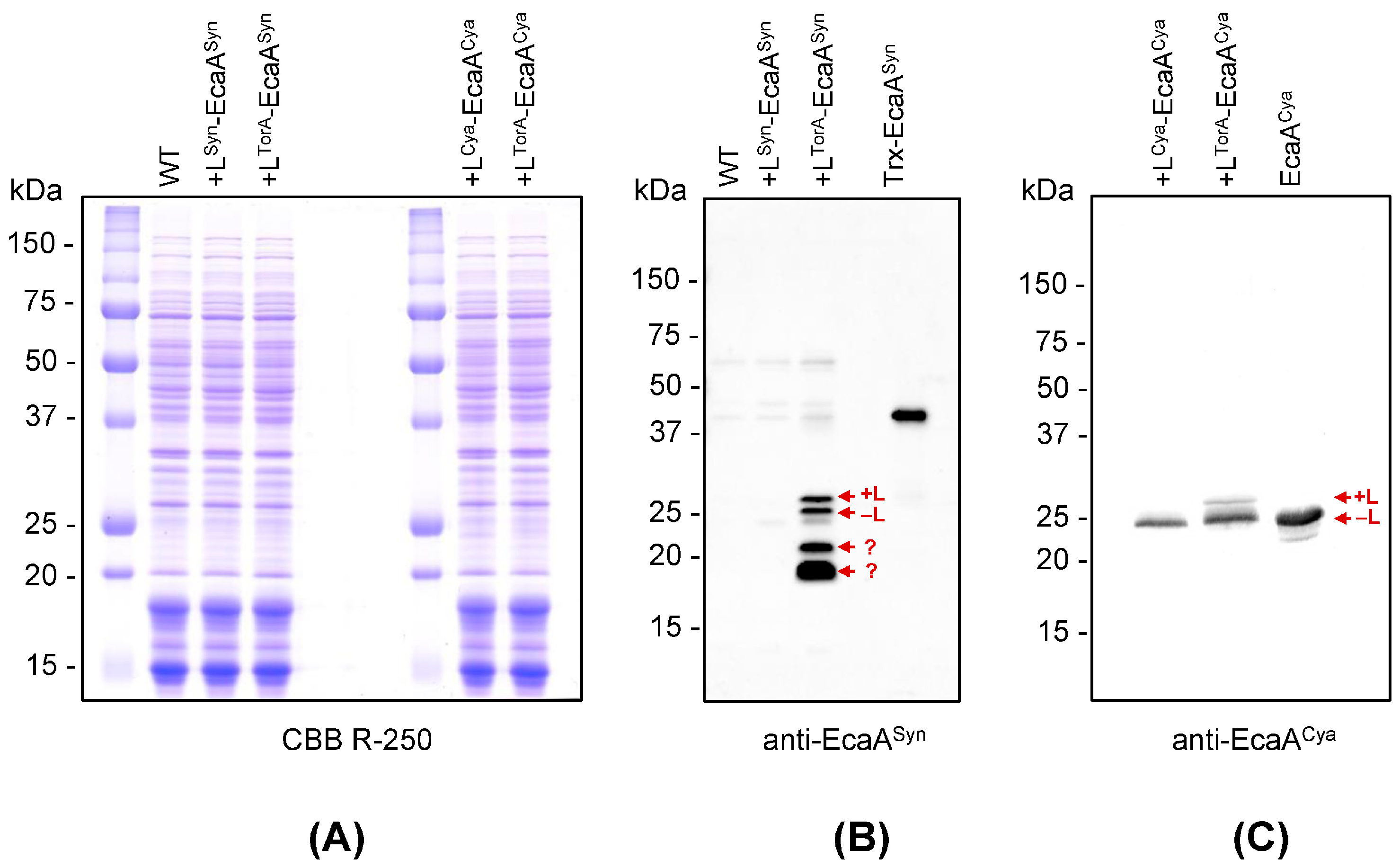 Plants 13 02323 g002
