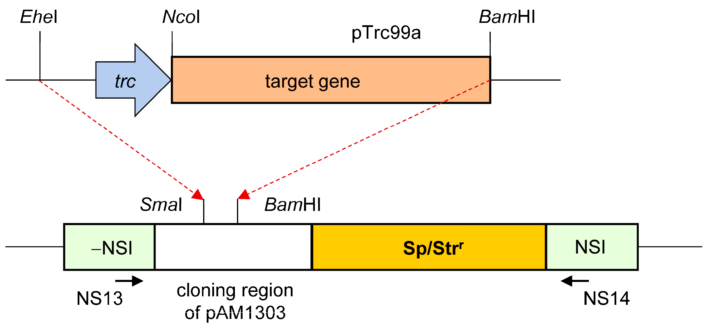 Plants 13 02323 g013