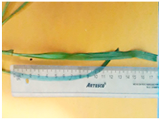 Plants 13 02331 i009