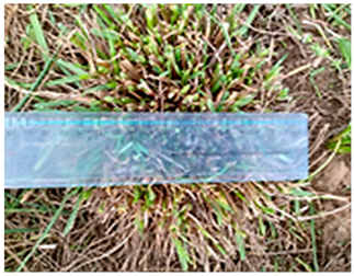 Plants 13 02331 i014