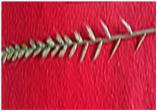 Plants 13 02331 i018