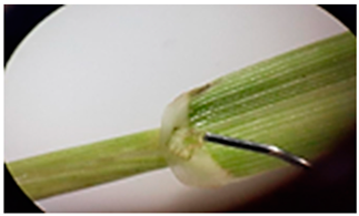 Plants 13 02331 i019