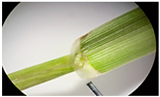 Plants 13 02331 i021