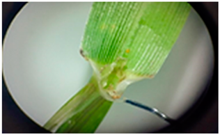 Plants 13 02331 i022