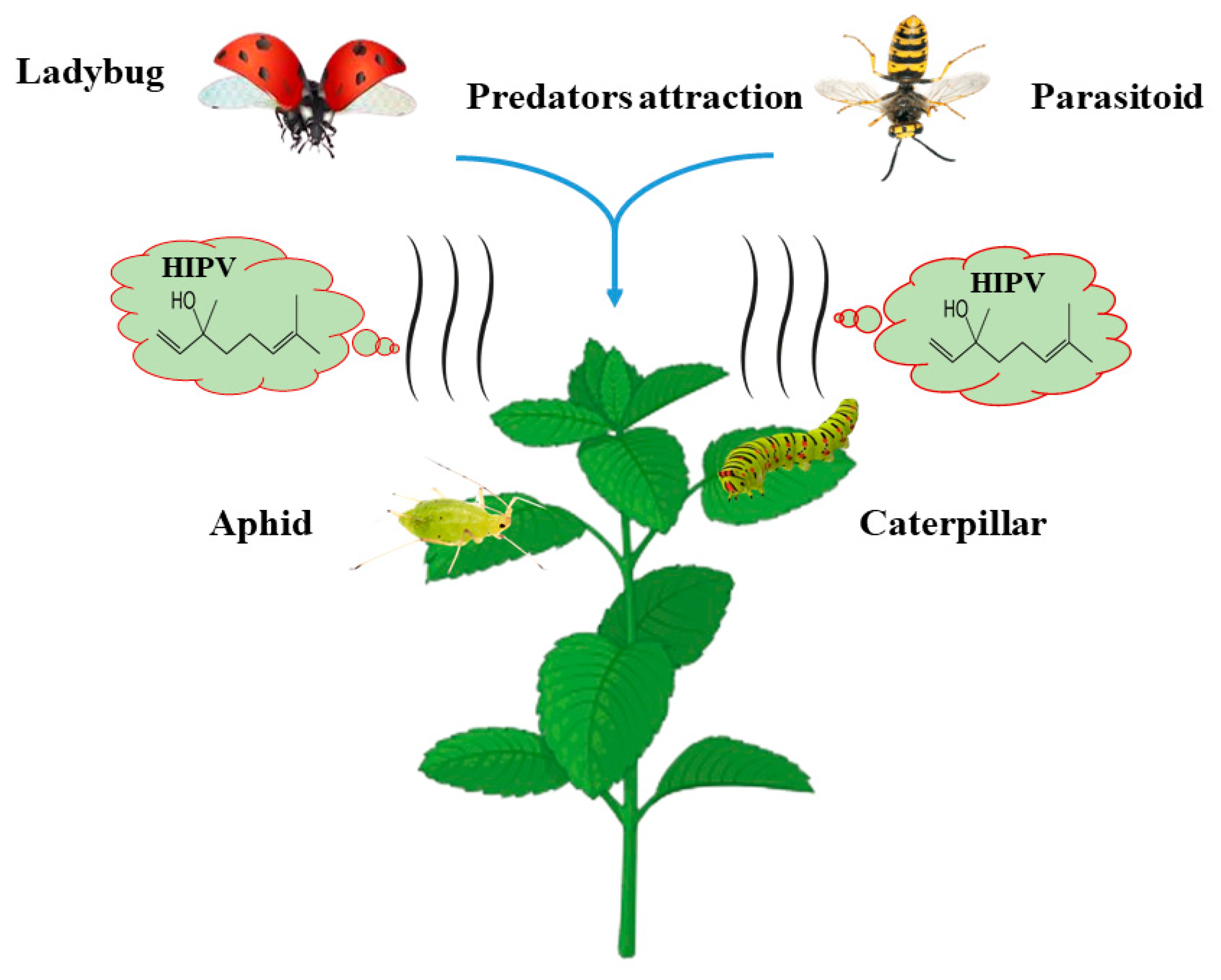 Plants 13 02332 g003