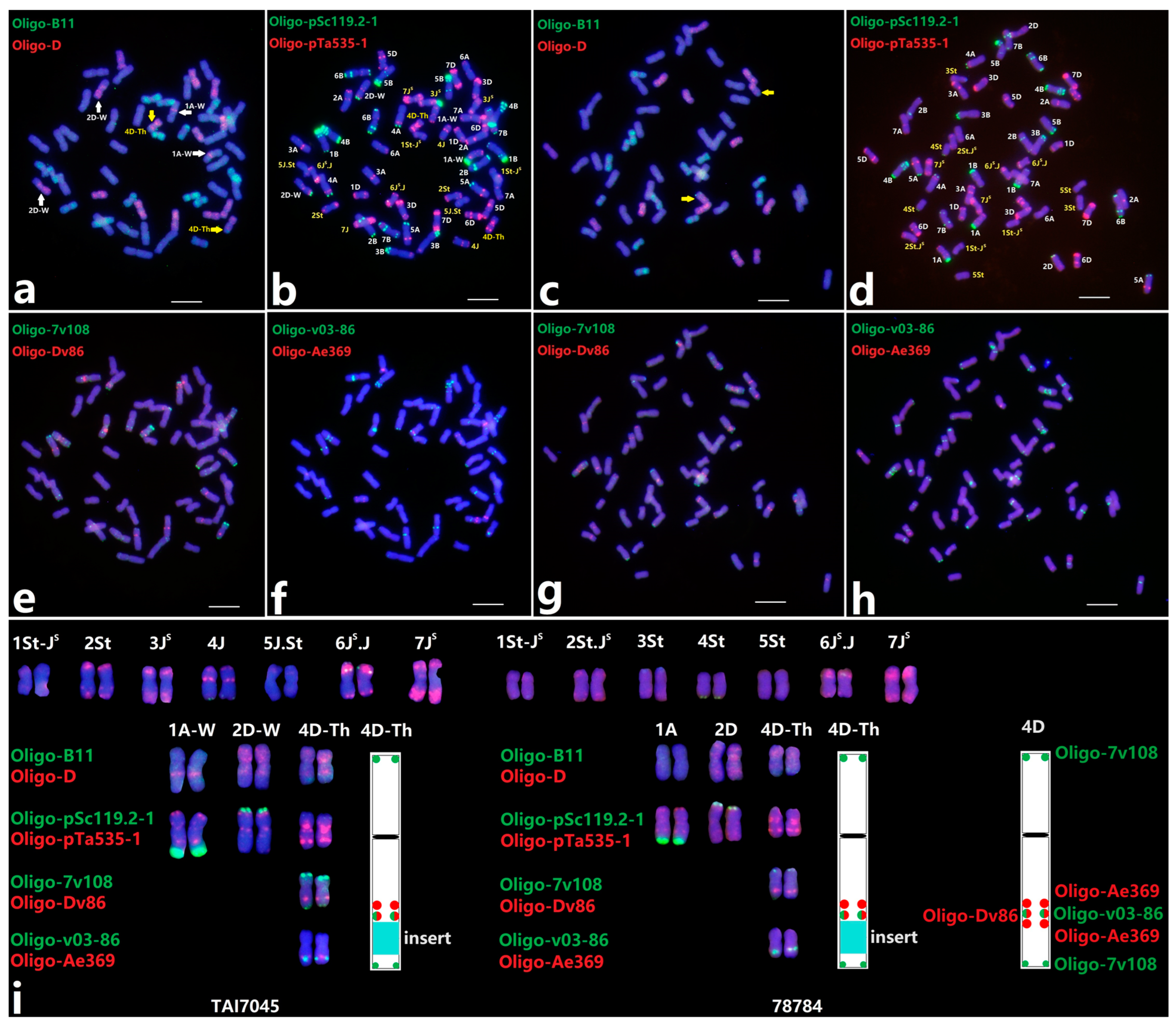 Plants 13 02333 g001