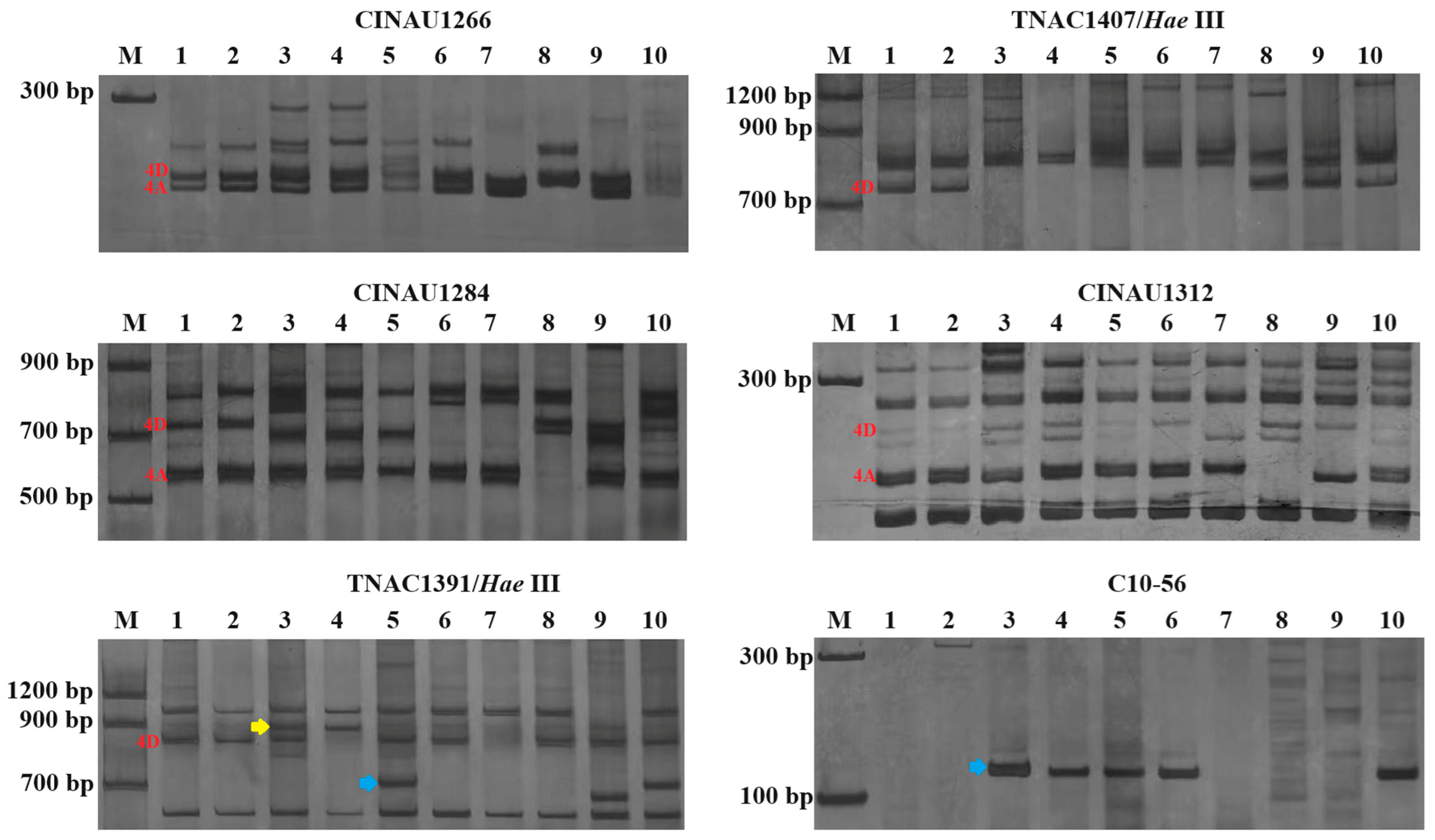 Plants 13 02333 g004