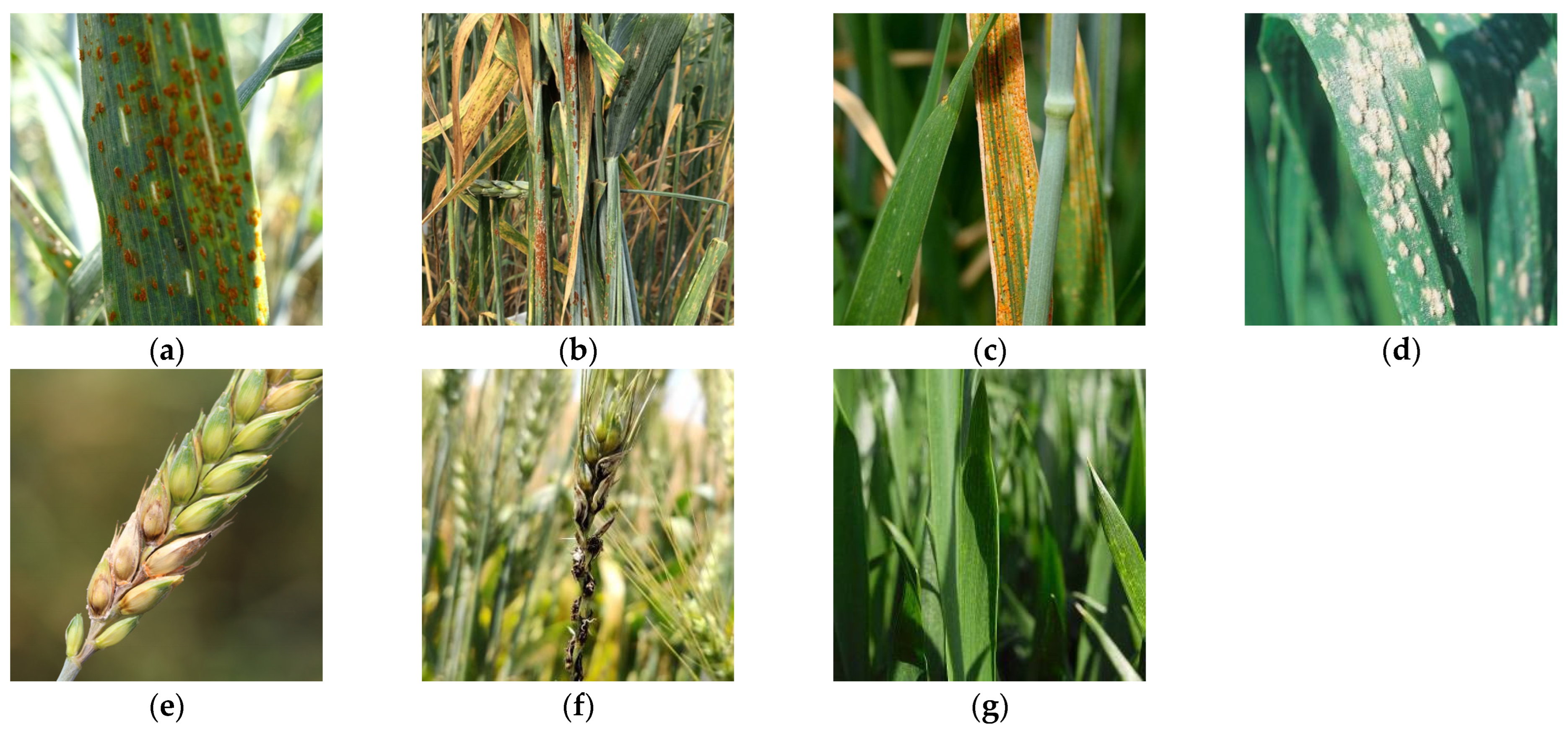 Plants 13 02334 g001