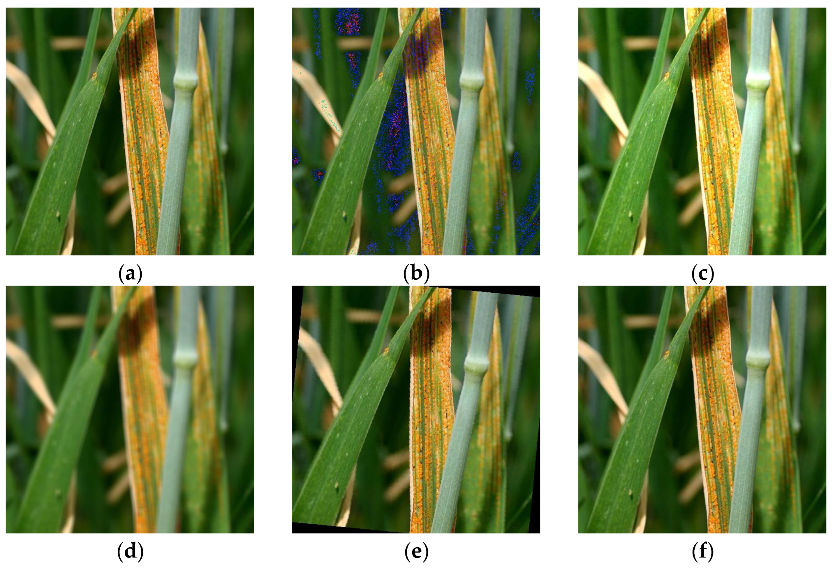 Plants 13 02334 g002