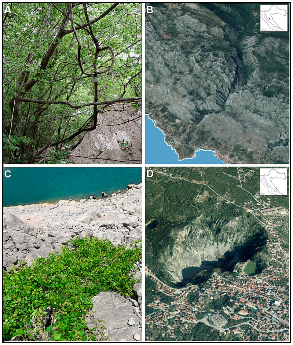 Plants 13 02338 g001