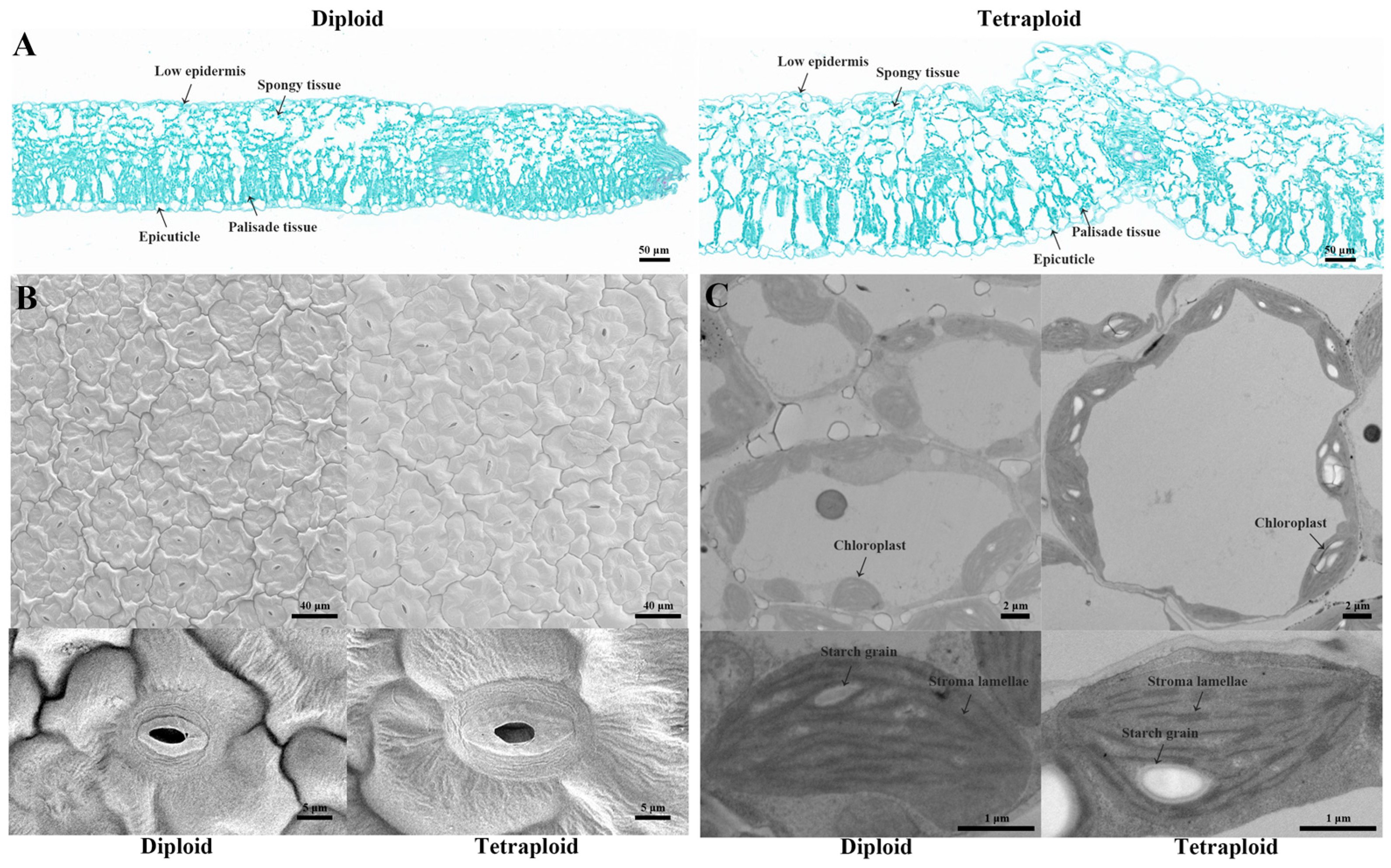 Plants 13 02341 g003