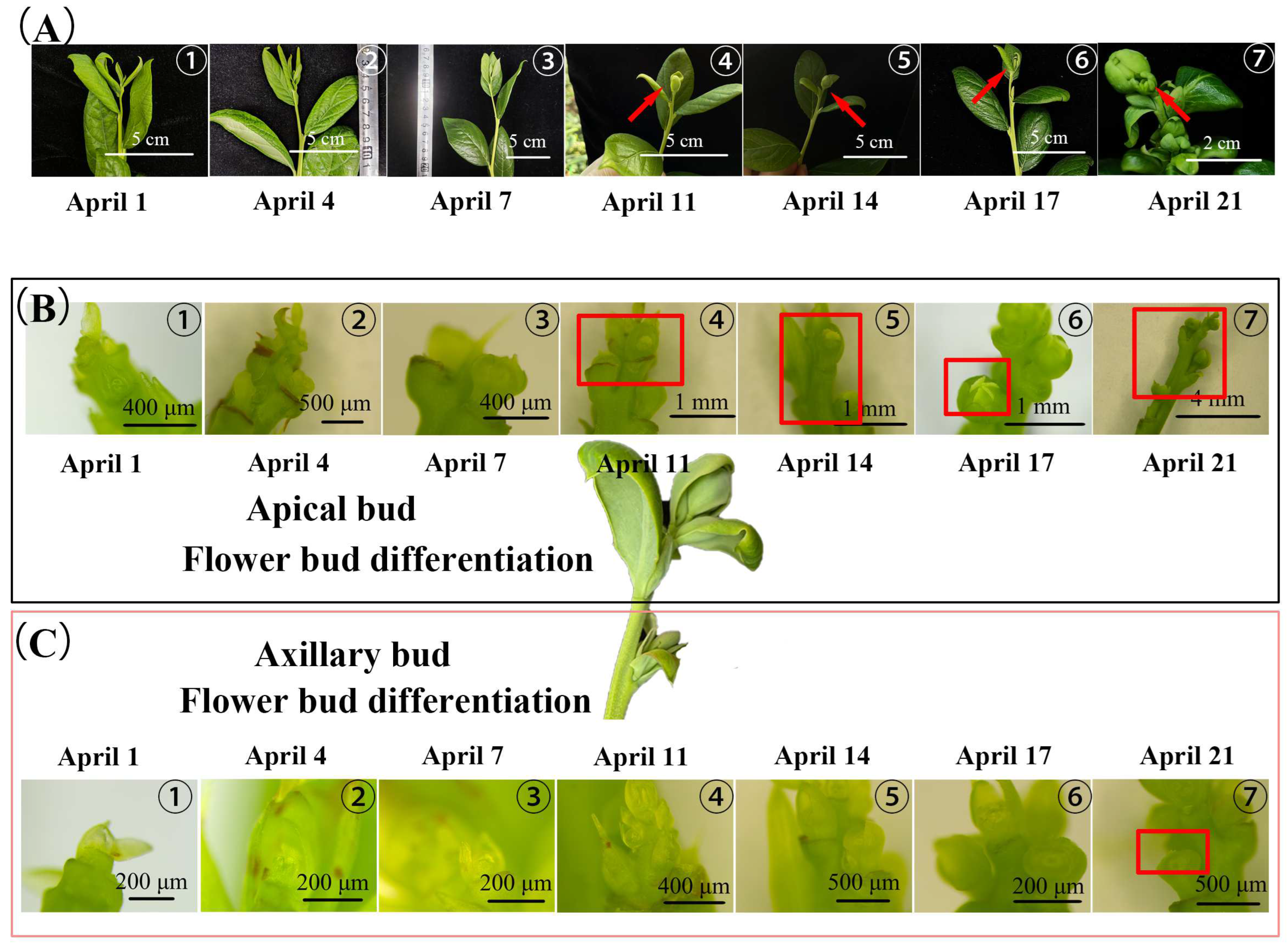 Plants 13 02350 g002 Plants 13 02350 g002