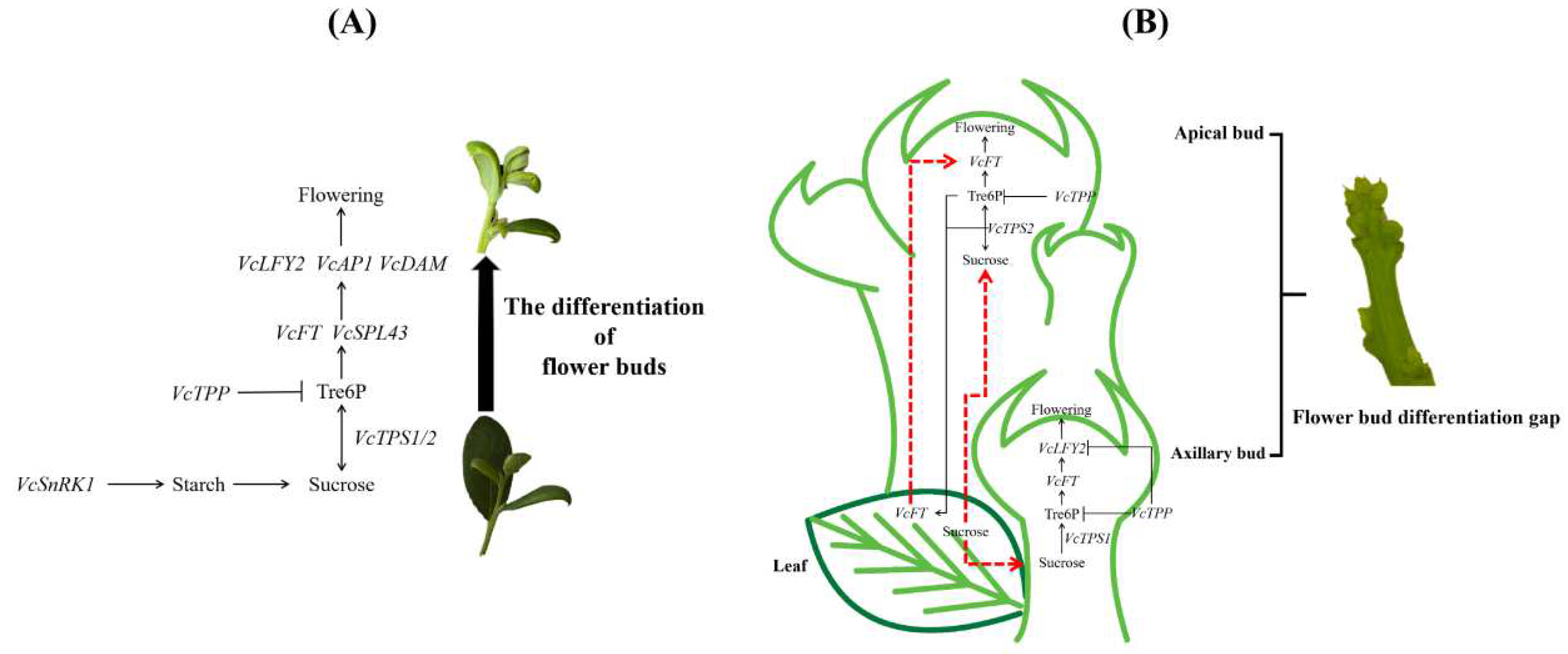 Plants 13 02350 g008 Plants 13 02350 g008