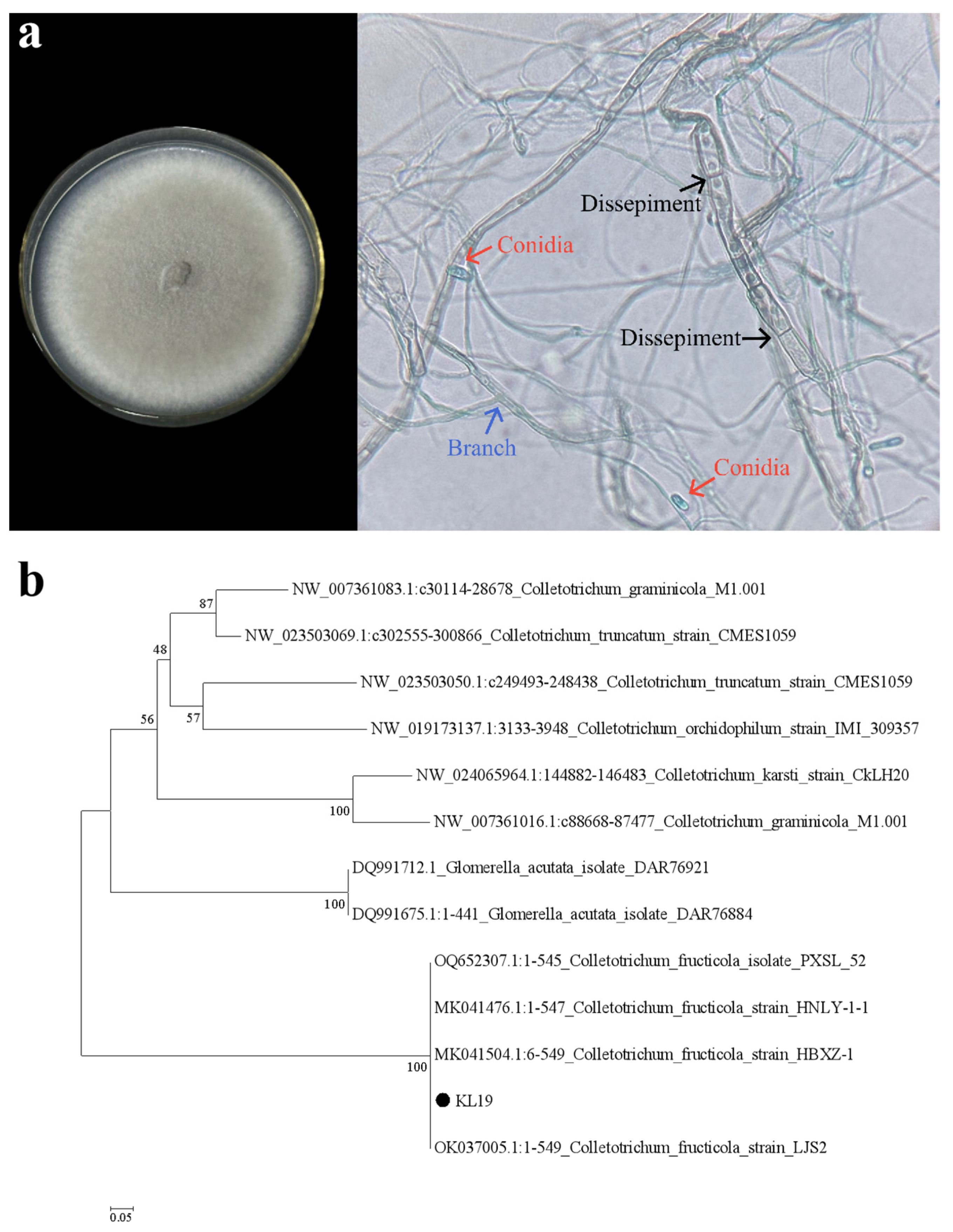Plants 13 02359 g002
