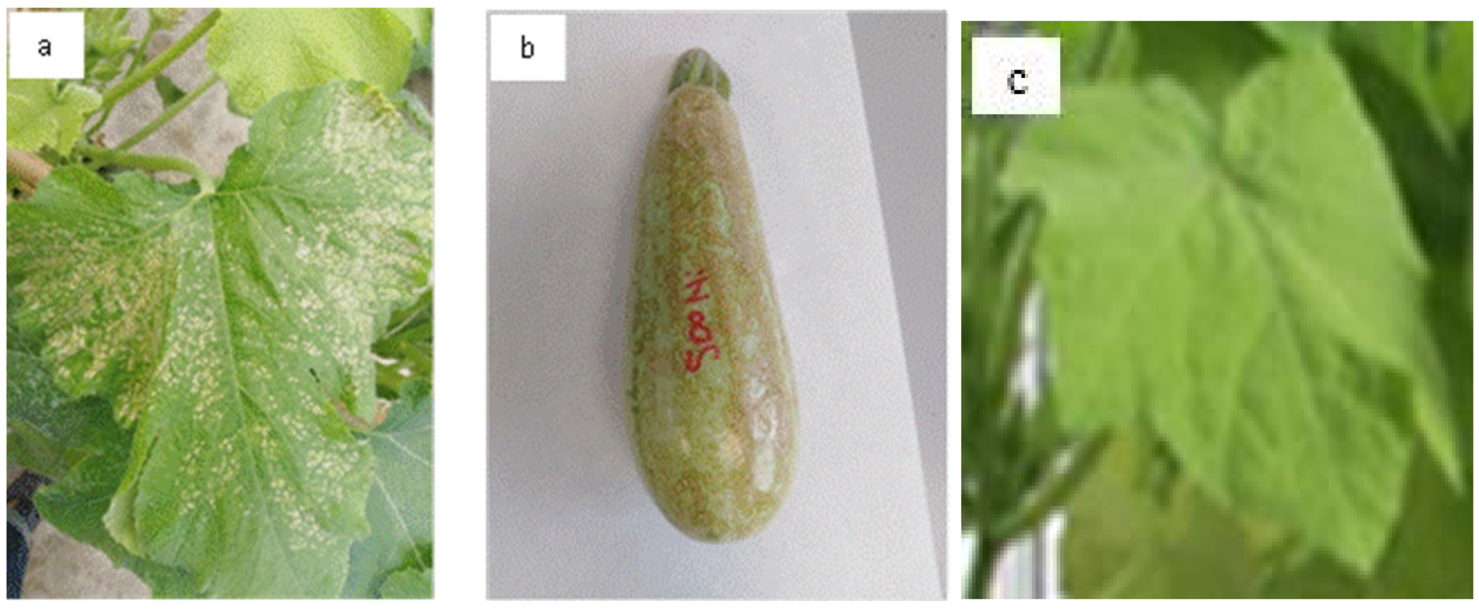 Plants 13 02361 g002