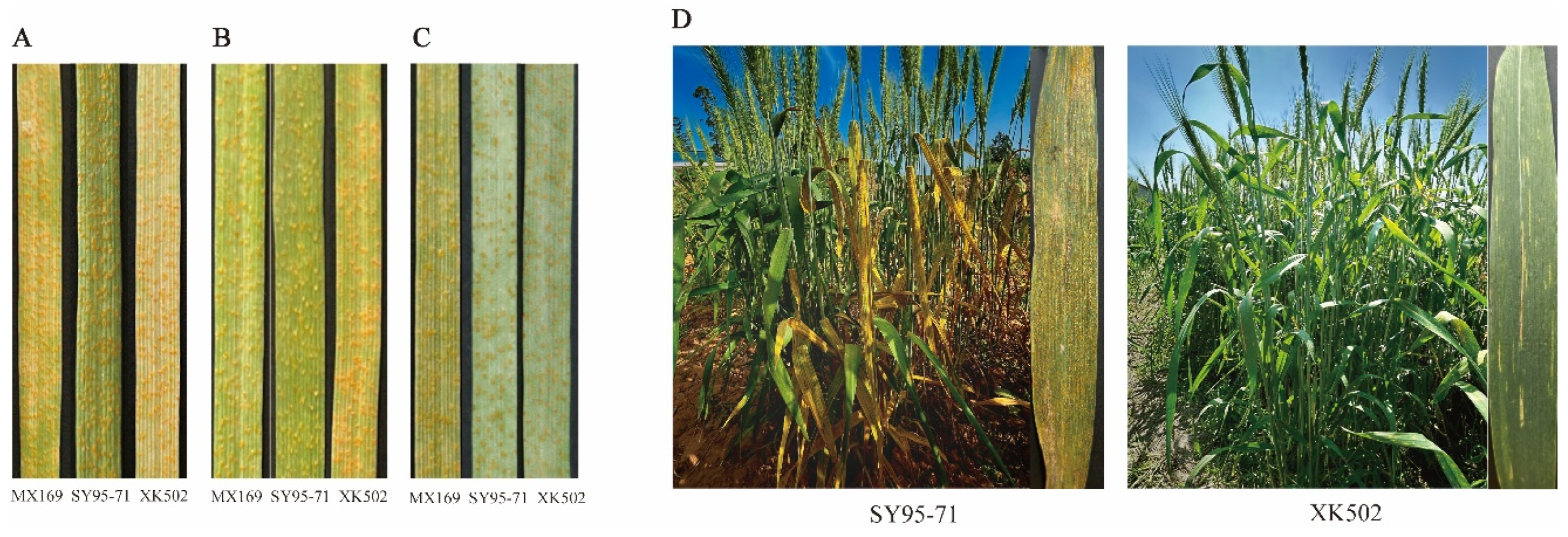 Plants 13 02365 g001 Plants 13 02365 g001