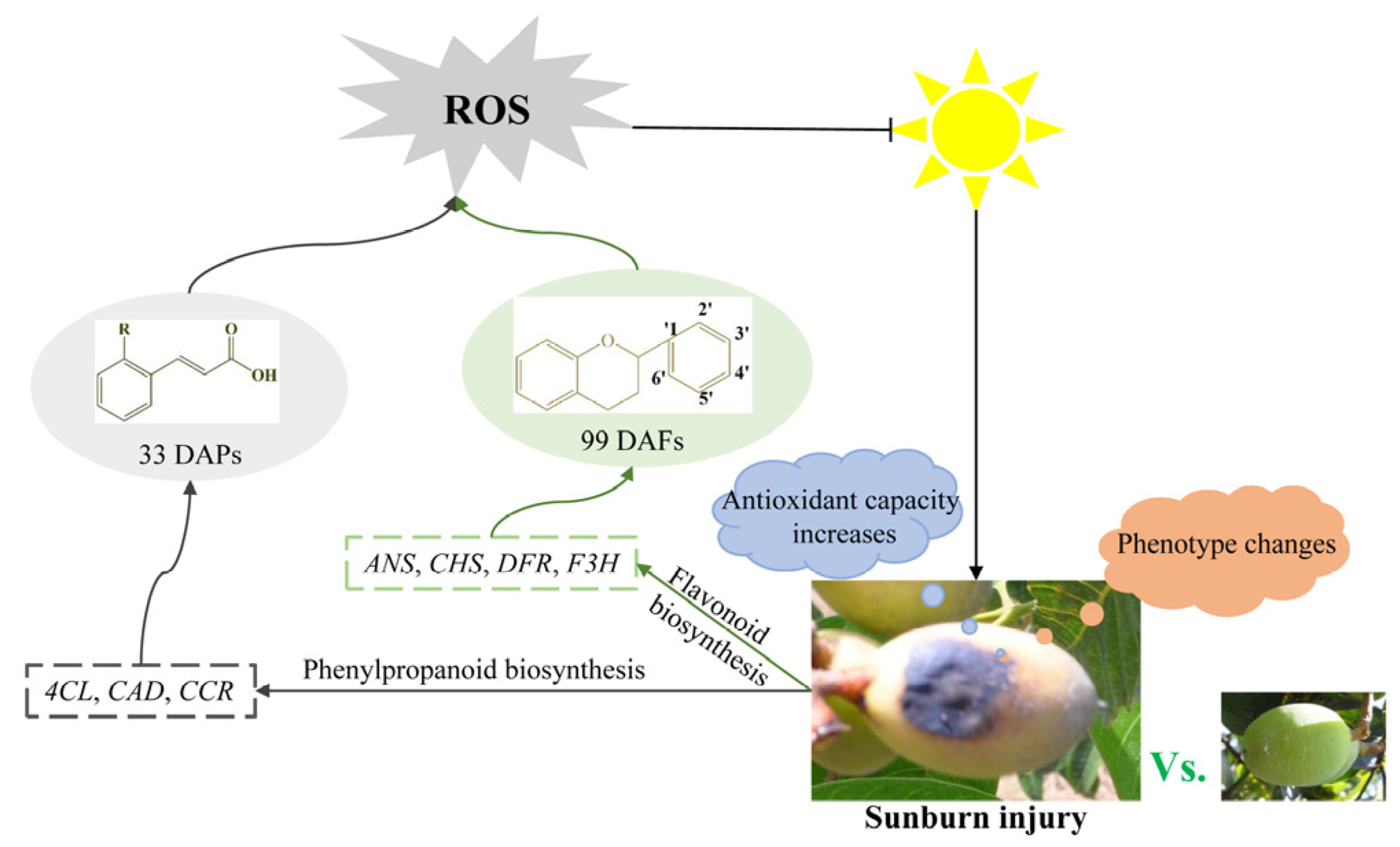 Plants 13 02369 g007