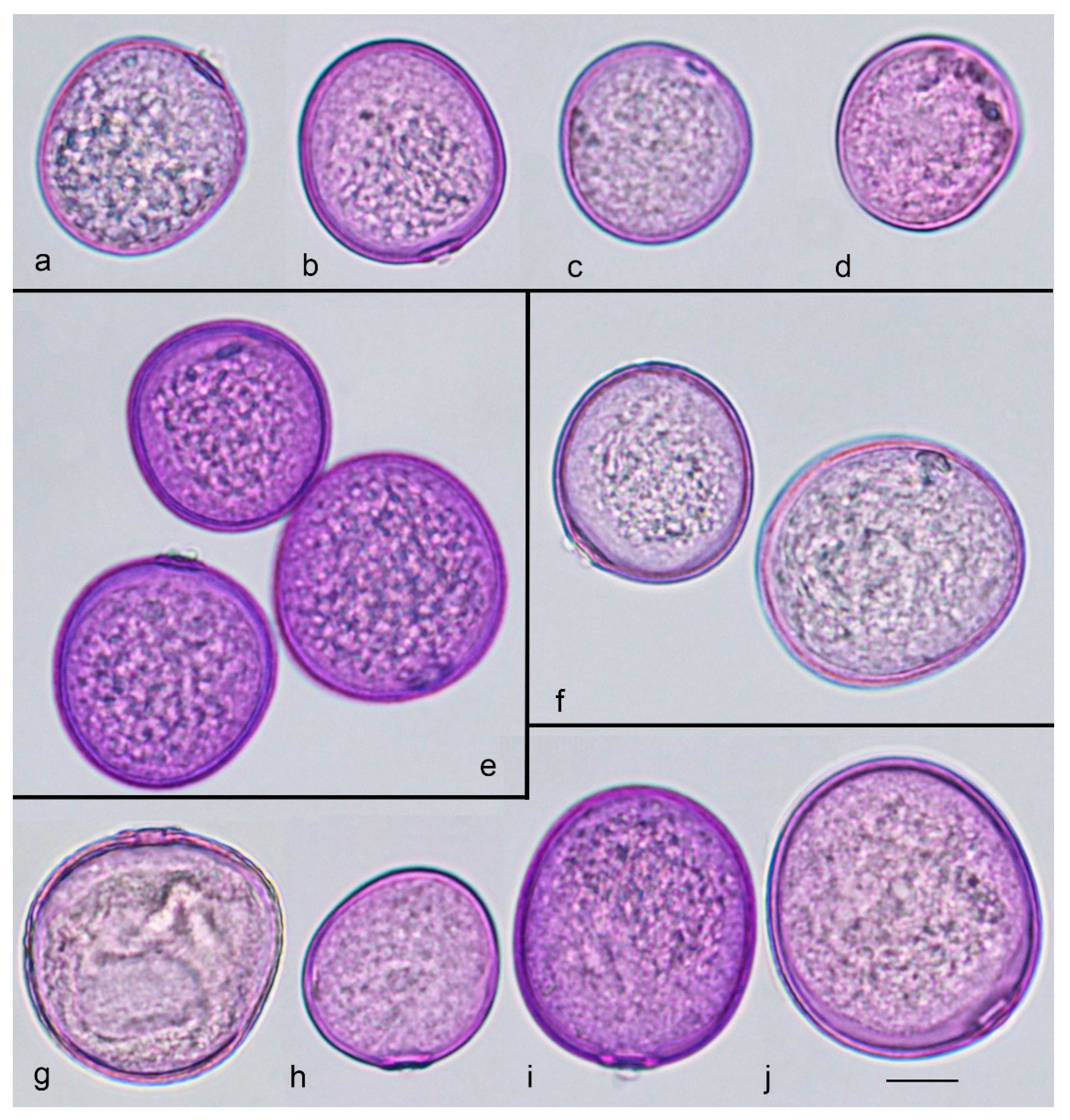 Plants 13 02384 g001