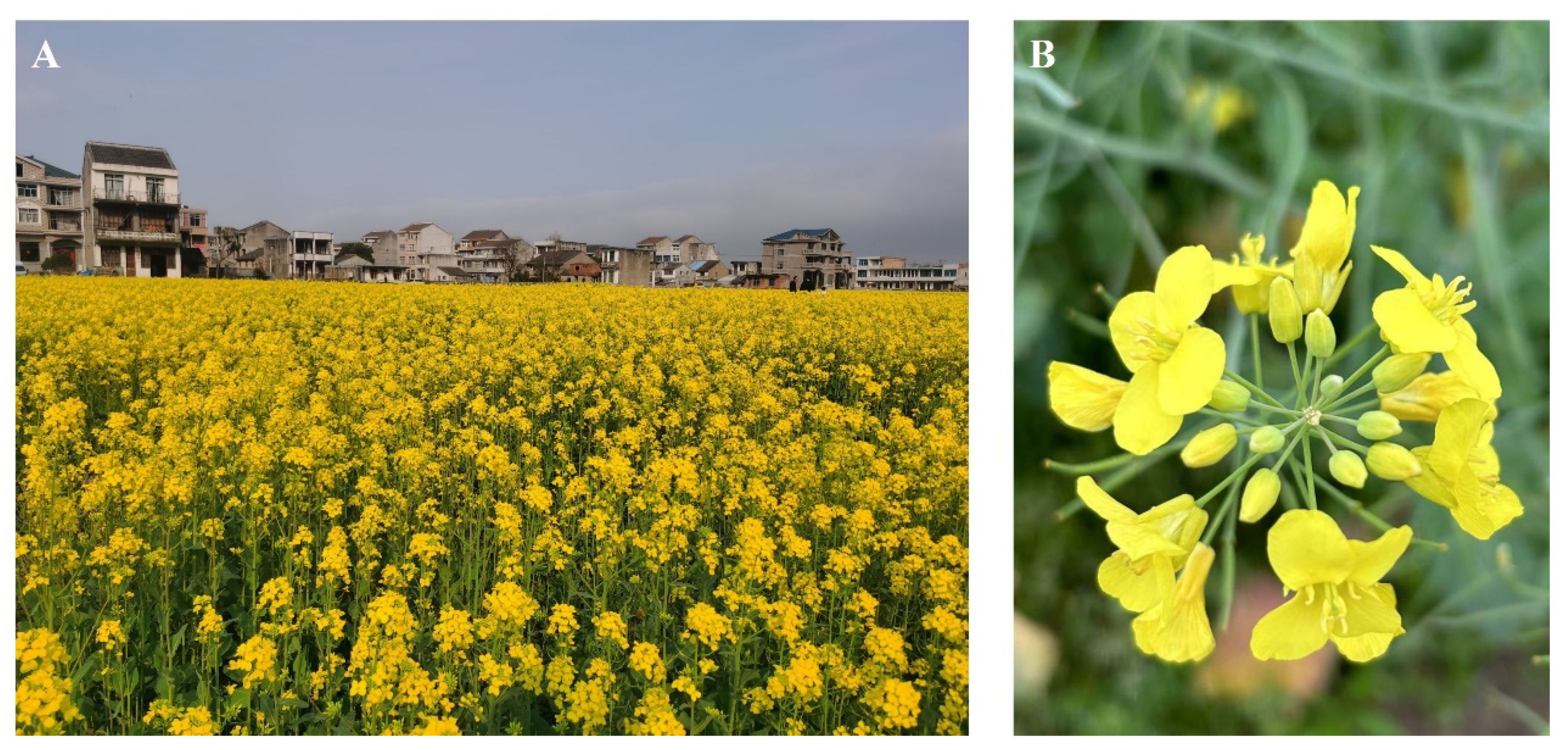 Plants 13 02388 g001