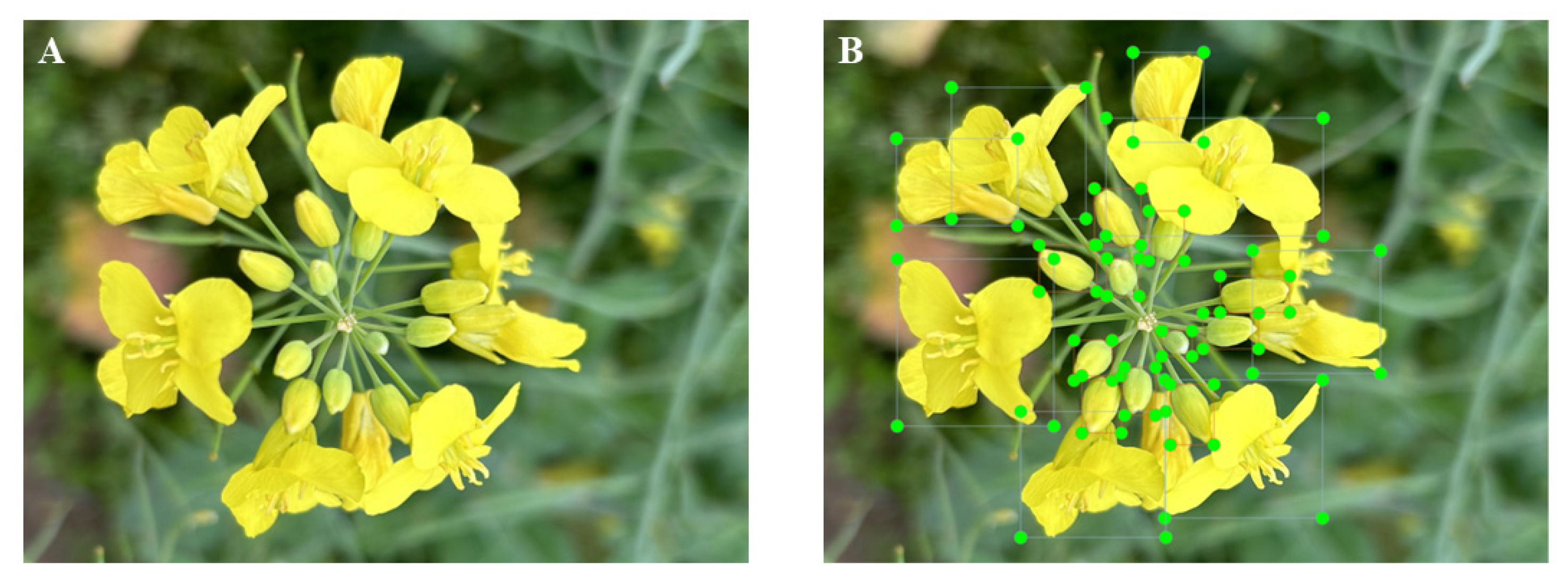 Plants 13 02388 g002a