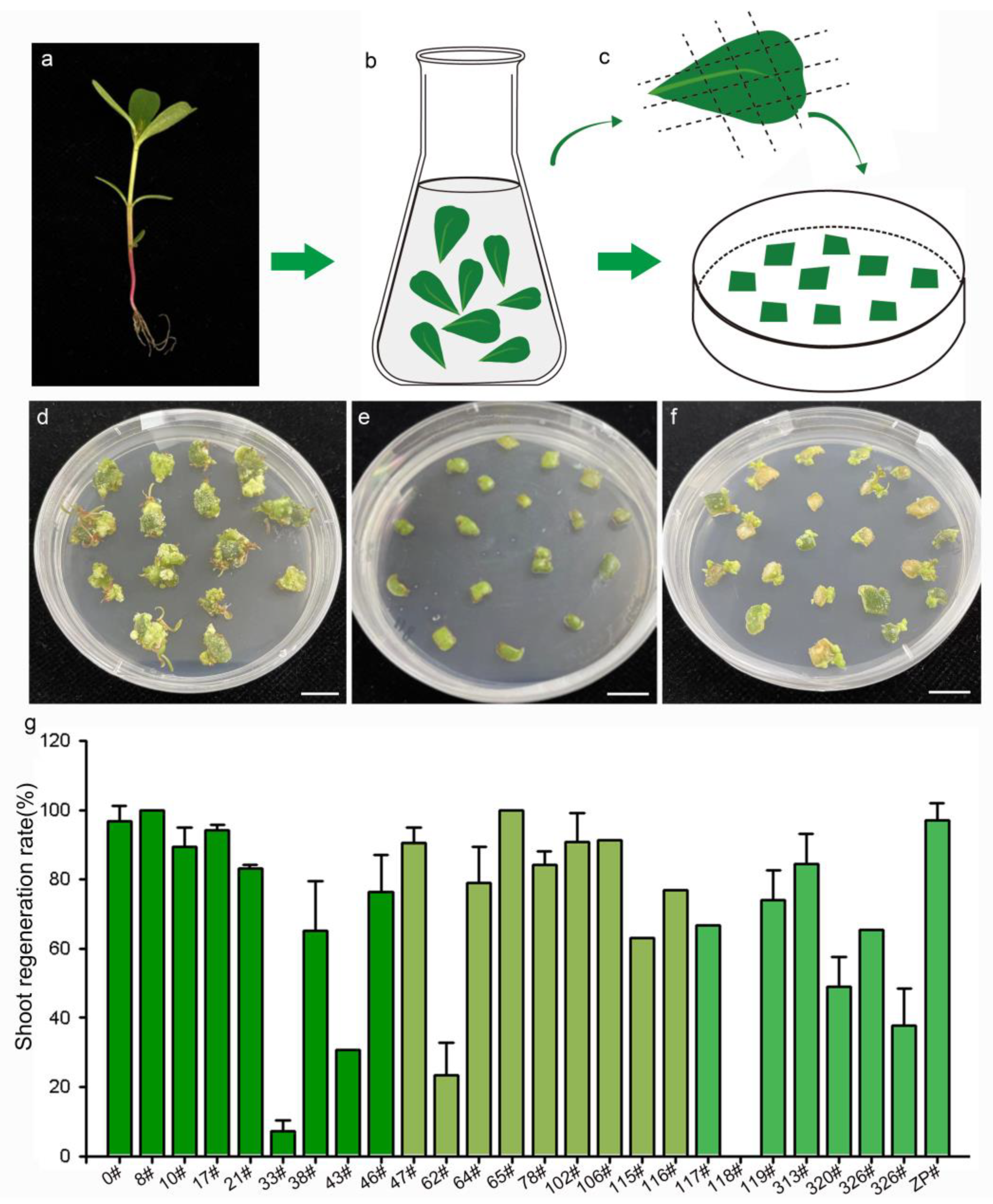 Plants 13 02390 g002