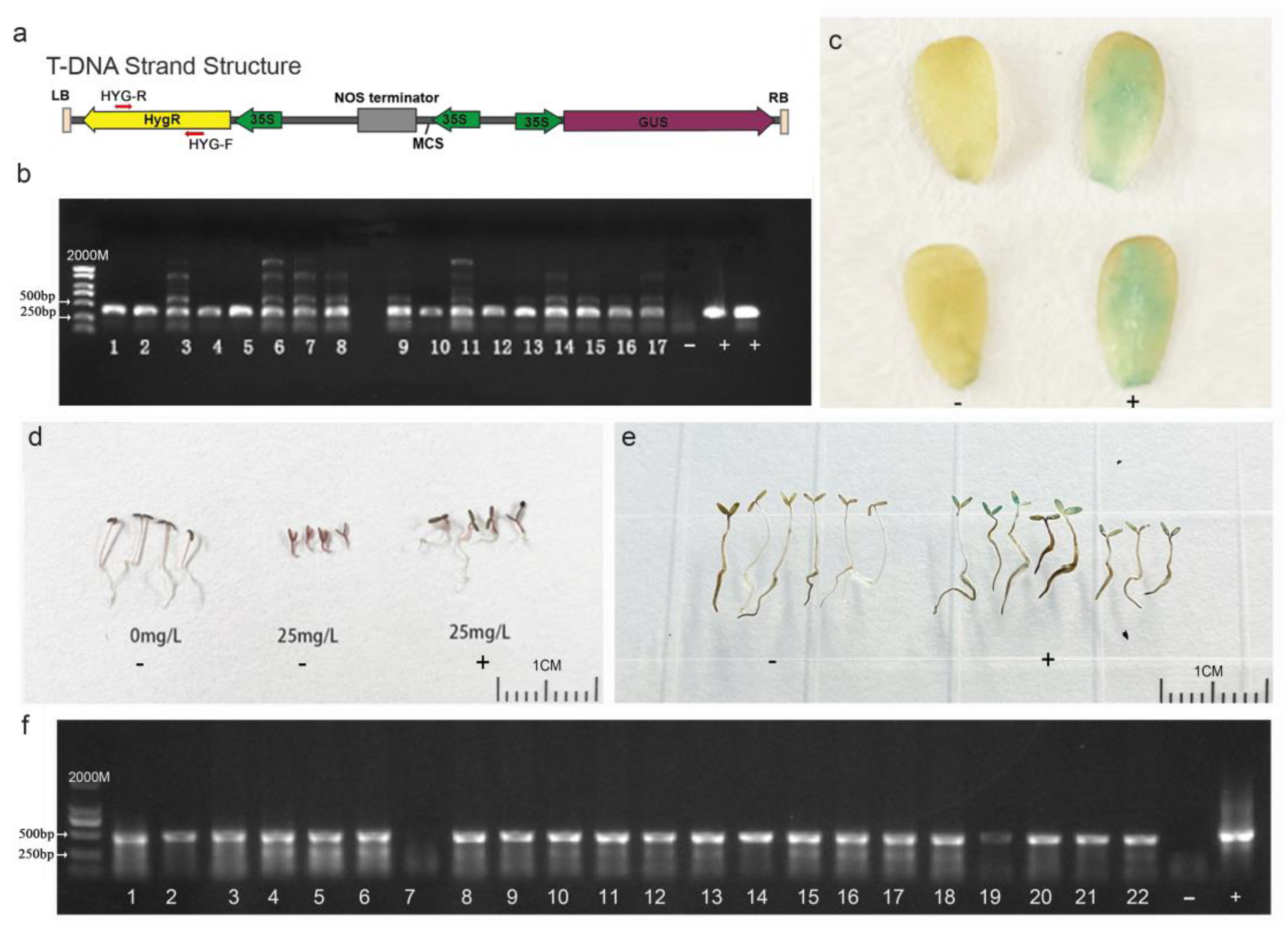 Plants 13 02390 g006