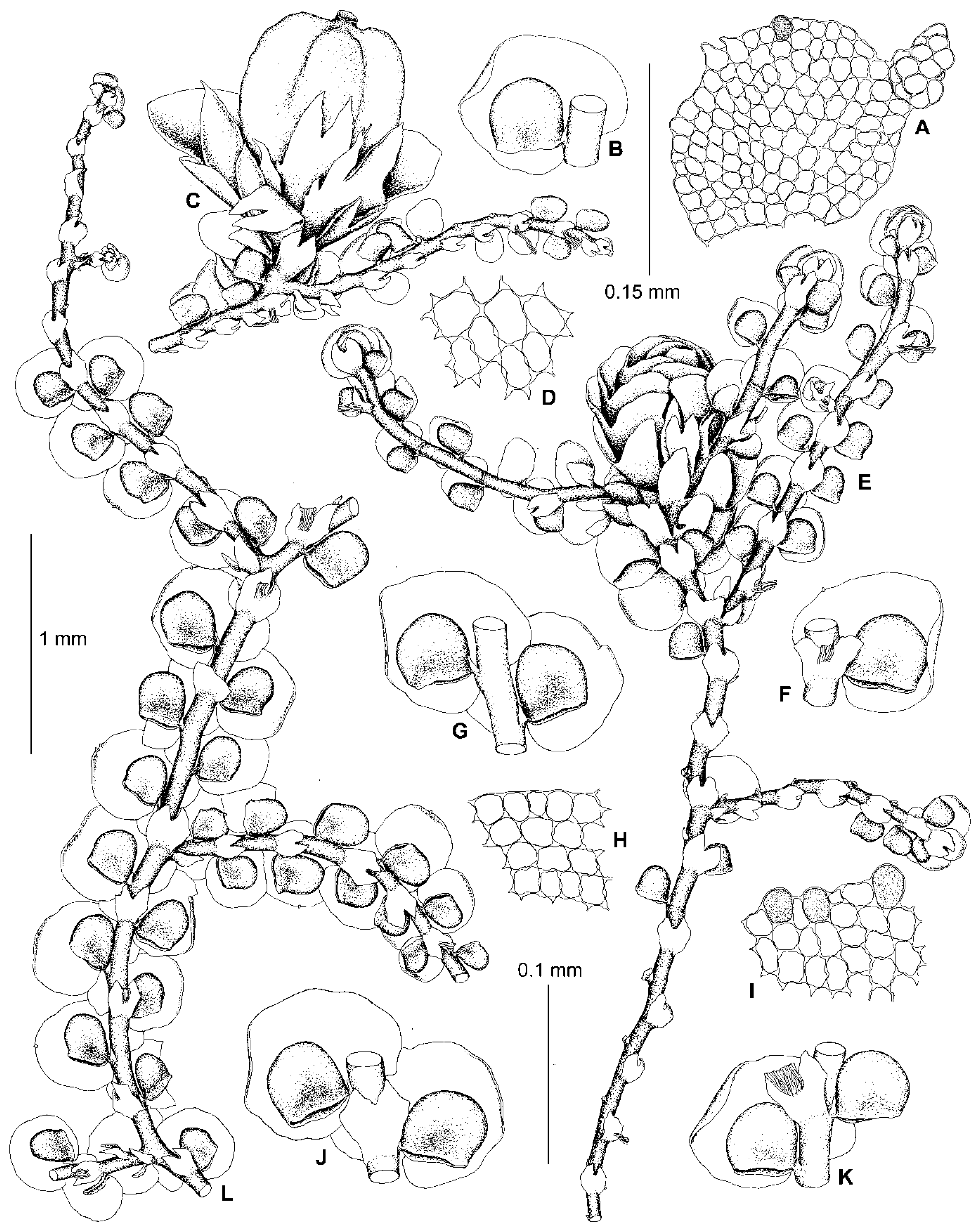 Plants 13 02397 g002 Plants 13 02397 g002