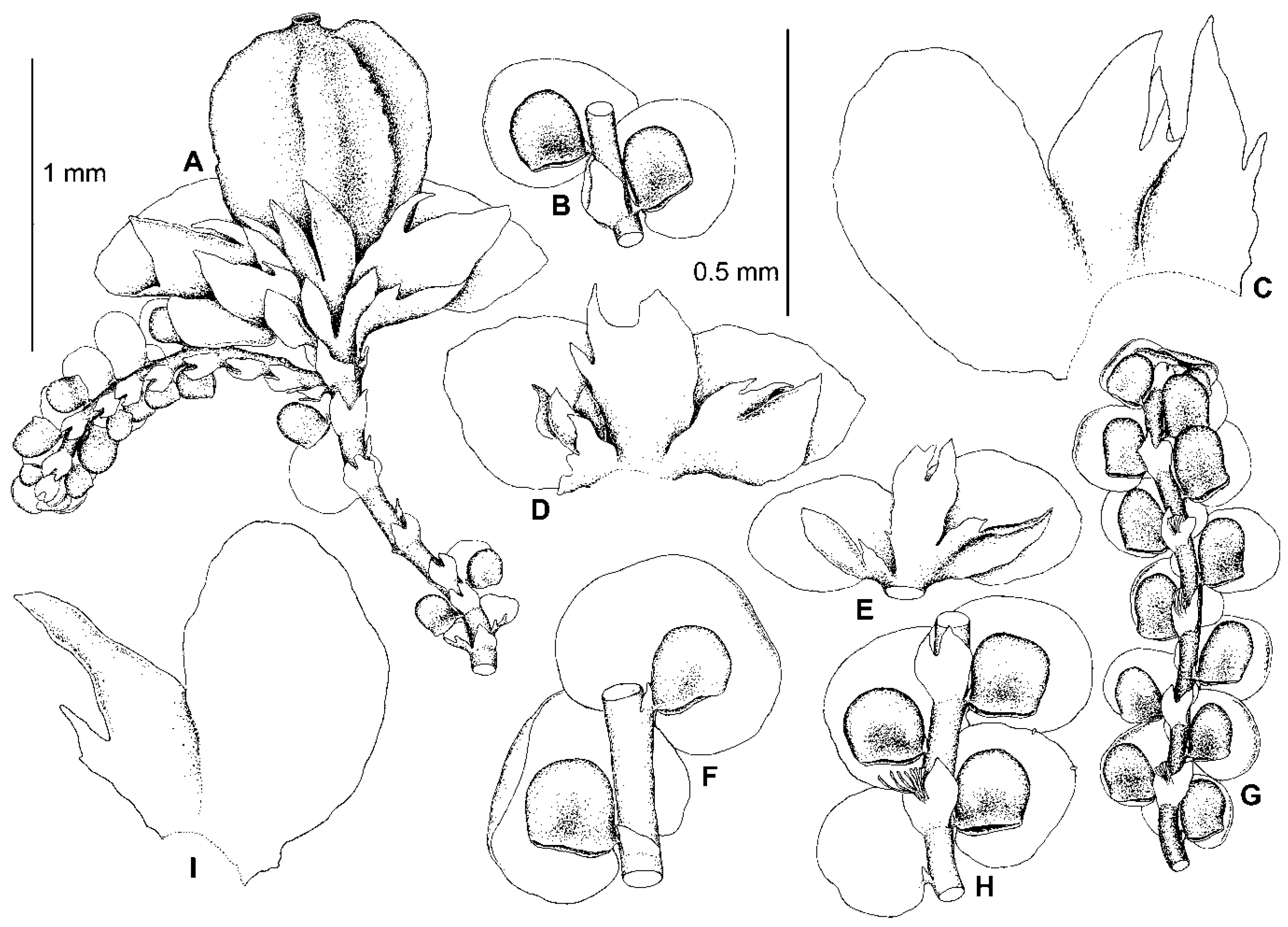 Plants 13 02397 g003 Plants 13 02397 g003