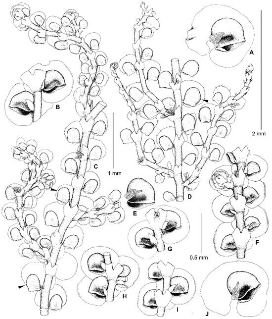 Plants 13 02397 g004