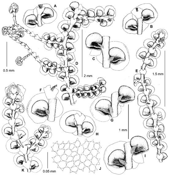 Plants 13 02397 g005